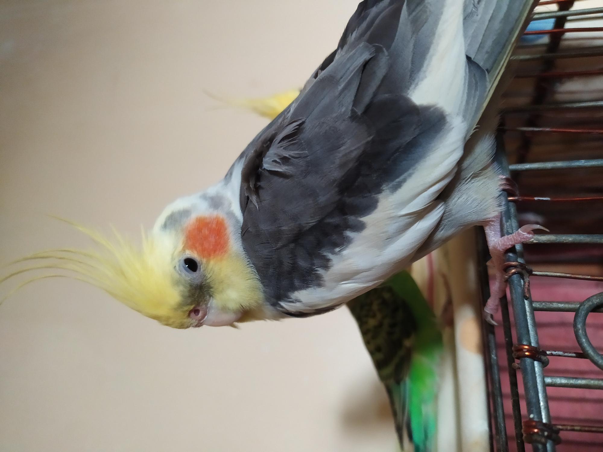 A close-up shot captures two birds perched on a metal cage. The bird in the foreground, a cockatiel, displays a distinctive yellow crest, orange cheek patches, and grey and white plumage. It faces left, with its body angled slightly towards the viewer. Behind it, another bird, a budgerigar, is partially visible, showing green and black markings. The background is a plain, neutral-colored wall. The scene is indoors, likely within a domestic setting in Bilajari, Azerbaijan.