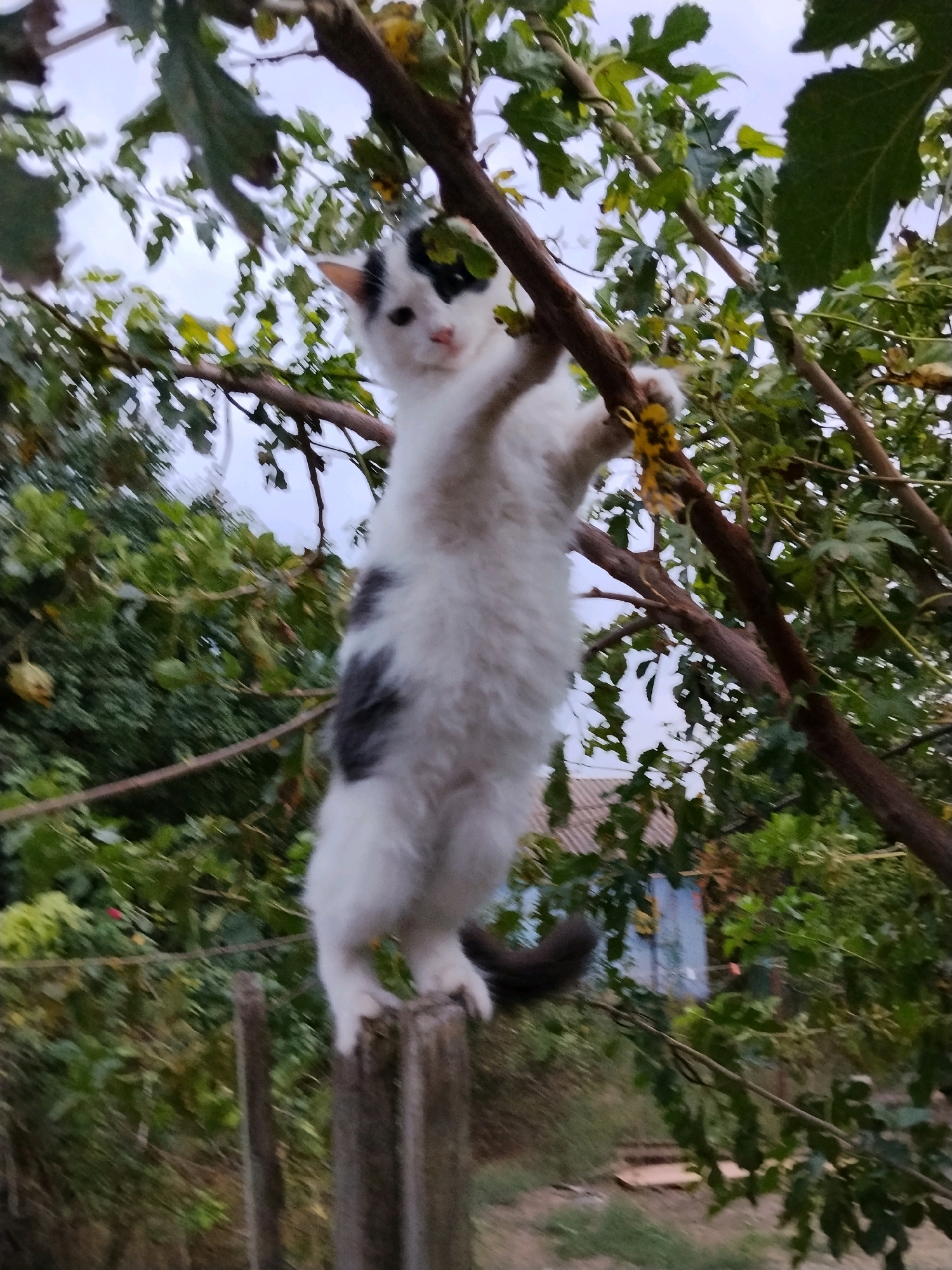 A black and white kitten stands on its hind legs, clinging to a tree branch in a garden. The kitten is mostly white with black markings on its face and a patch on its back. It is looking towards the camera. The tree has green leaves and brown branches. In the background, there are green bushes, a wooden fence post, and a blurry blue structure that could be a shed or part of a house. The sky is overcast. The scene appears to be in a rural or semi-rural area, potentially within the city of Kotliareve, Ukraine, given the context.