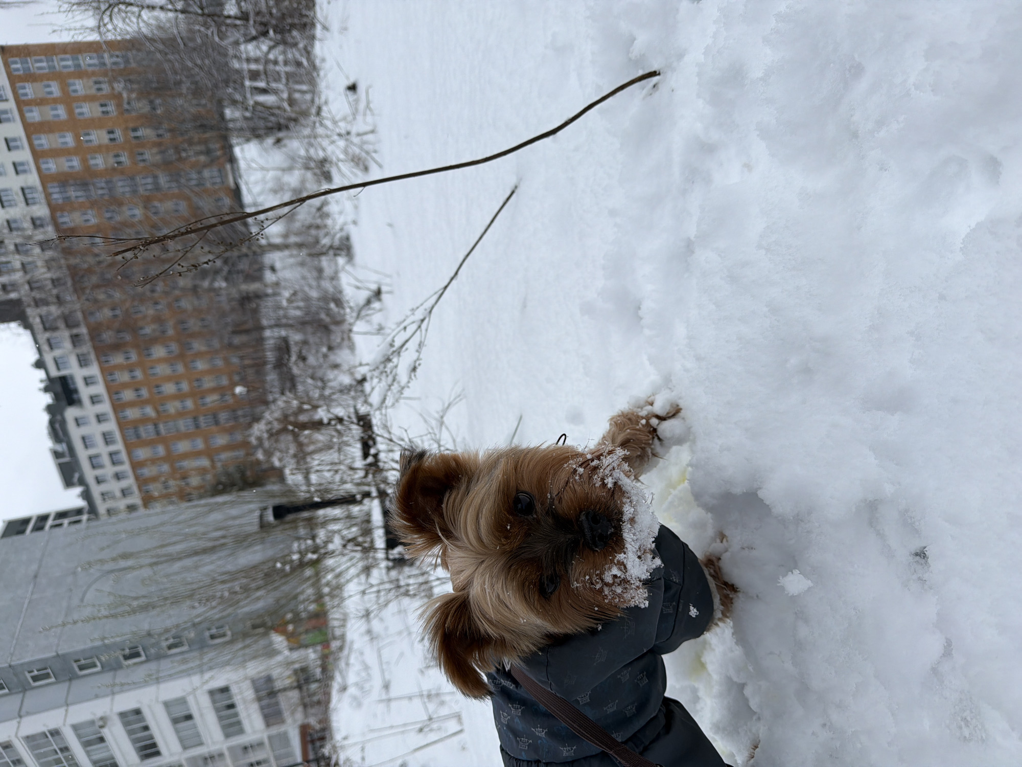A Yorkshire Terrier puppy is playing in the snow in Izhevsk, Russia. The puppy is wearing a dark blue, patterned winter coat with a brown strap. The puppy's face is covered in snow, but its brown fur and small dark eyes are visible. The snow is thick and white, and there are bare tree branches in the background. A tall residential building with rows of windows is also visible. The sky is overcast and gray.