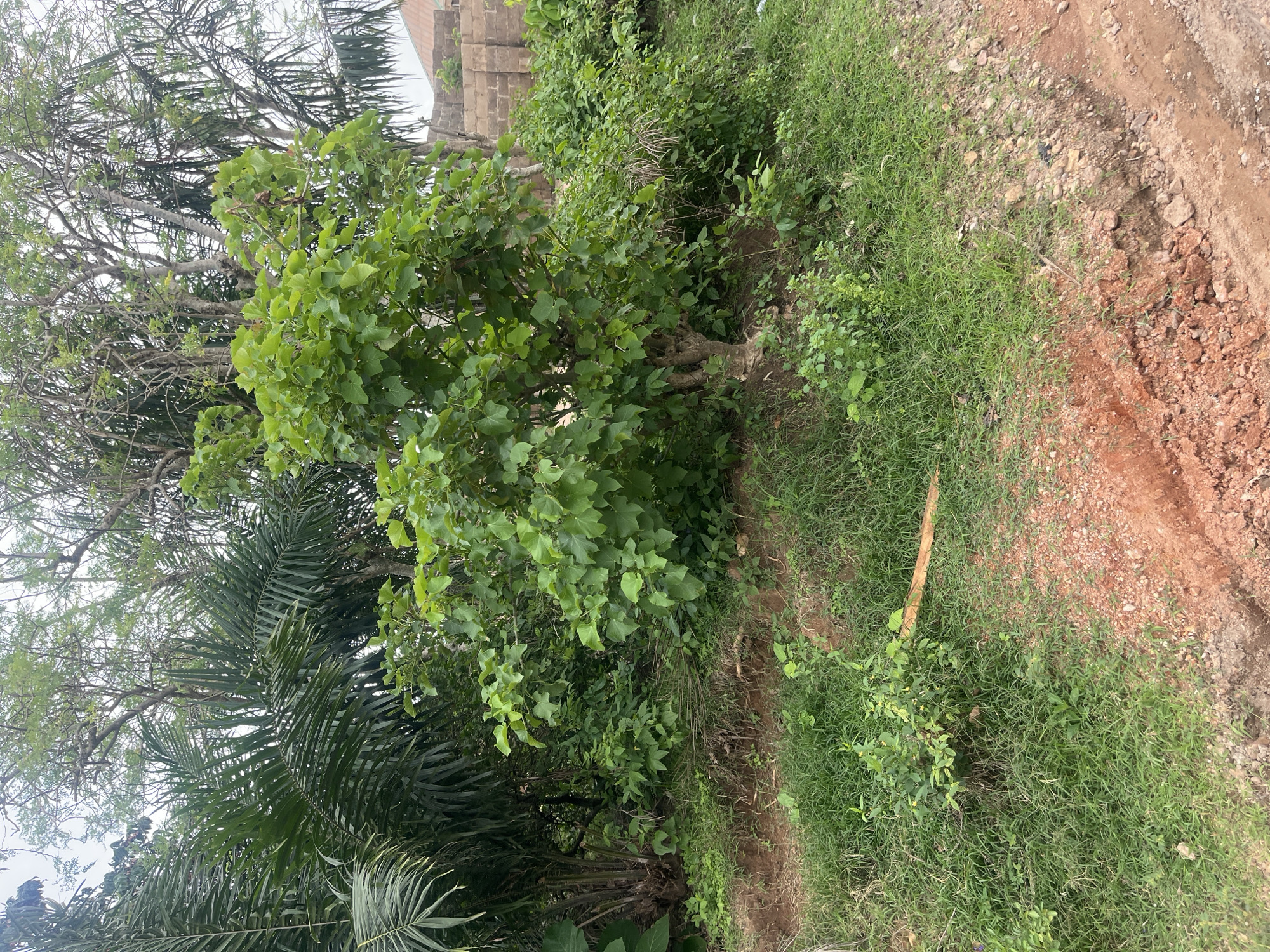 This image captures an outdoor scene dominated by lush green vegetation and reddish-brown soil under a bright, overcast sky. The overall impression is one of a natural or semi-natural environment, likely in a tropical or subtropical region consistent with Osogbo, Nigeria.
In the left and central parts of the frame, dense foliage from several types of trees is prominent. A tree with numerous large, light green, broadly heart-shaped or lobed leaves stands out. Below it, the distinctive dark green, pinnate fronds of several palm trees are visible, extending upwards from the lower left. Behind these, the intricate network of bare branches of a larger, deciduous-looking tree can be seen against the bright sky.
The ground on the right side of the image transitions from a patch of vibrant green grass and smaller herbaceous plants to an unpaved area of exposed reddish-brown soil, mixed with small stones and gravel. This suggests a dirt path, track, or a recently disturbed area. A thin, light-colored stick lies on the grassy section.
In the upper right background, partially obscured by foliage, a rough, blocky structure made of stone or concrete is visible, hinting at the presence of a building or wall beyond the immediate vegetation. The sky is bright but uniformly white, indicating an overcast day, which provides soft, diffuse lighting across the scene without strong shadows. There are no people, animals, or visible text in the image.