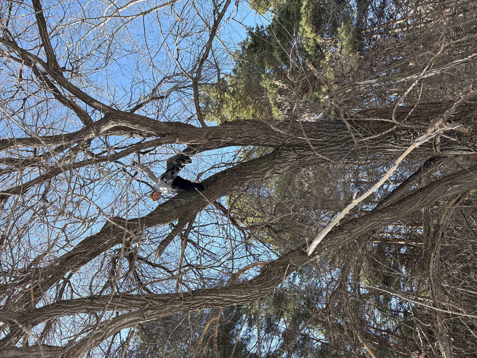 A person sits on a tree branch high above the ground. The tree is bare, with many small branches reaching towards a blue sky. Other trees surround the main tree. It is an outdoor location. The city, Ulyanovsk, Russia, is not discernible from the image.