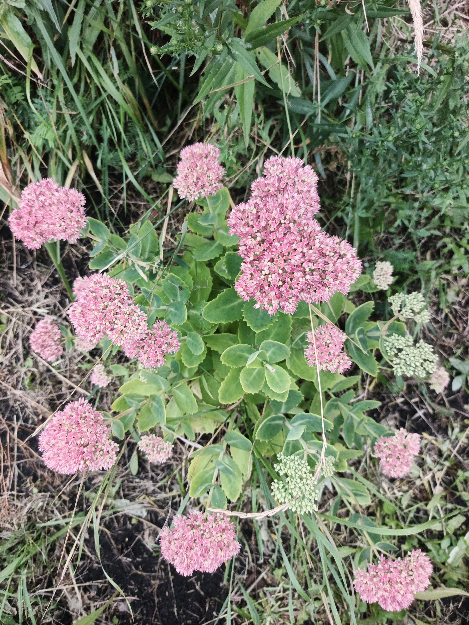 A high-angle, full shot captures a clump of pink sedum flowers in a natural outdoor setting. The flowers are clustered together in large, dense inflorescences, with smaller buds visible on some stalks. The surrounding environment consists of green foliage, dry grasses, and dark soil. The image appears to be taken in Bessonovka, Russia, given the context provided. There are no people or discernible actions present in the scene. The lighting suggests it is daytime, and the focus is on the botanical subjects.