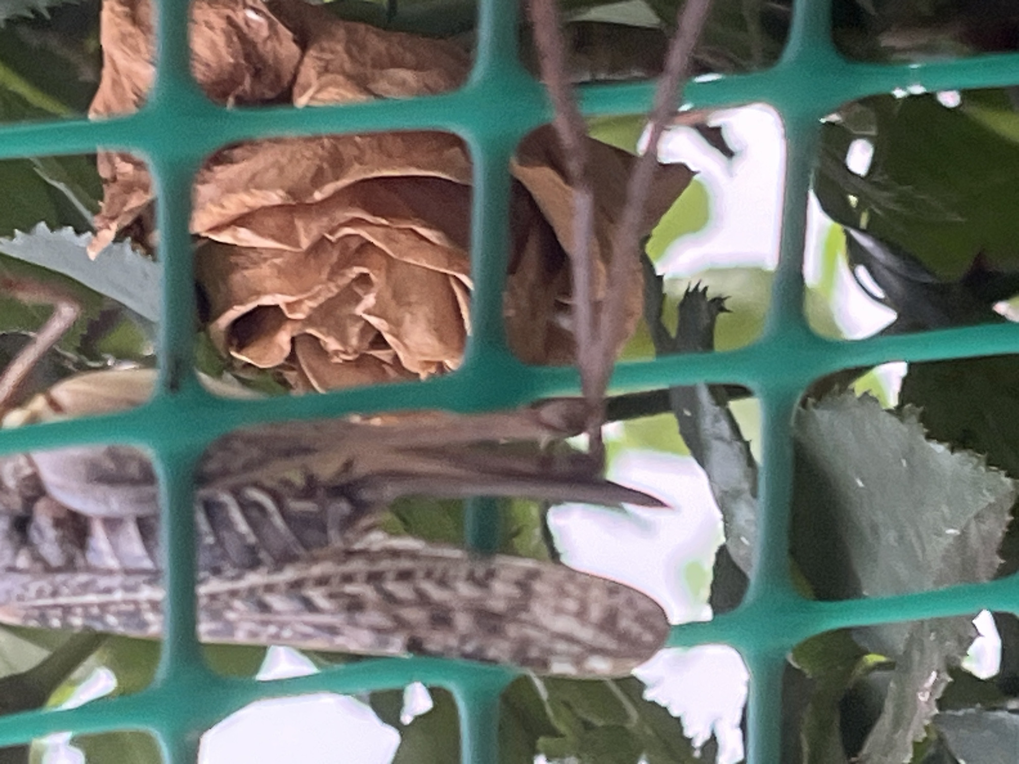 The image shows a close-up of a dried brown rose petal seen through a green plastic mesh fence. The petal is wrinkled and has a papery texture. In the background, there are blurry green leaves and some bright white areas that could be light reflections. The image does not contain any information about the city of Krasnyye Barrikady, Russia, or any people, actions, or interactions.