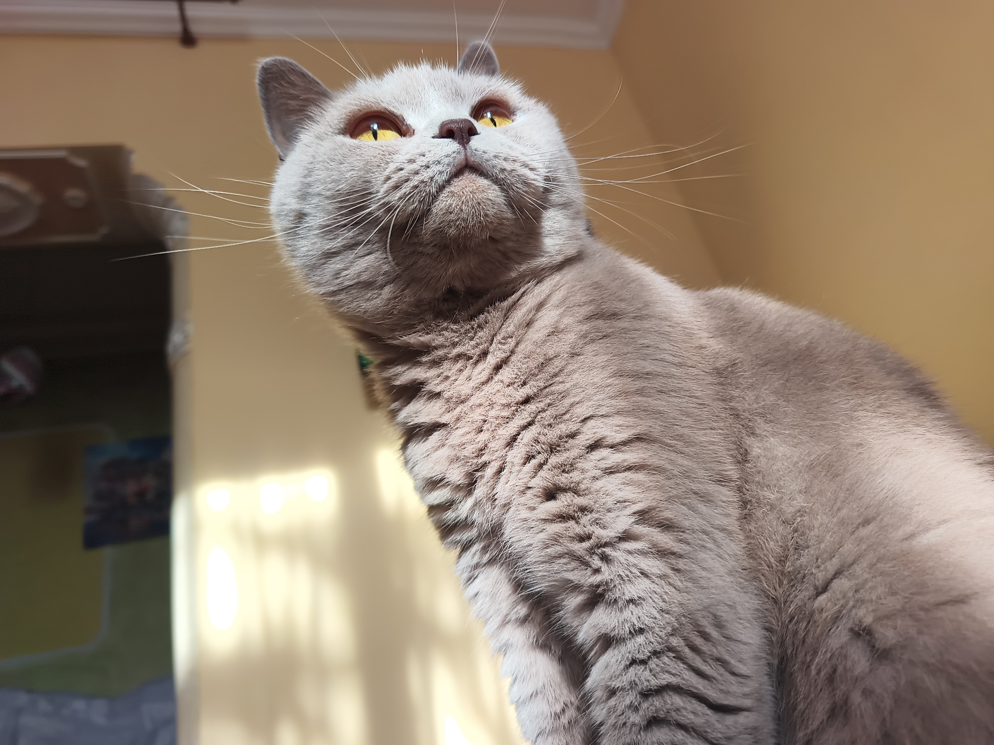 The image, captured indoors in Ternopil, Ukraine, presents a close-up, low-angle perspective of a domestic cat, likely a British Shorthair, with dense, short light grey (lilac) fur. The cat is positioned in the foreground, facing slightly right and looking intently upwards and to the right with wide, vivid yellow-amber eyes and partially dilated pupils. Its dark pink nose and numerous long, white whiskers are prominent. A faint green object, consistent with a collar, is partially visible around its neck on the lower left side.
The background consists of a plain, light yellow-beige wall illuminated by strong sunlight entering from the left, creating distinct bright vertical streaks and patches. On the blurred left periphery of the frame, several indistinct objects are visible: a dark fixture or rod near the top edge, a blurry brown furnishing with lighter elements in the mid-ground, and a small, rectangular framed item on the wall further back. The lighting suggests a direct sunbeam entering a room, highlighting the cat's left side.