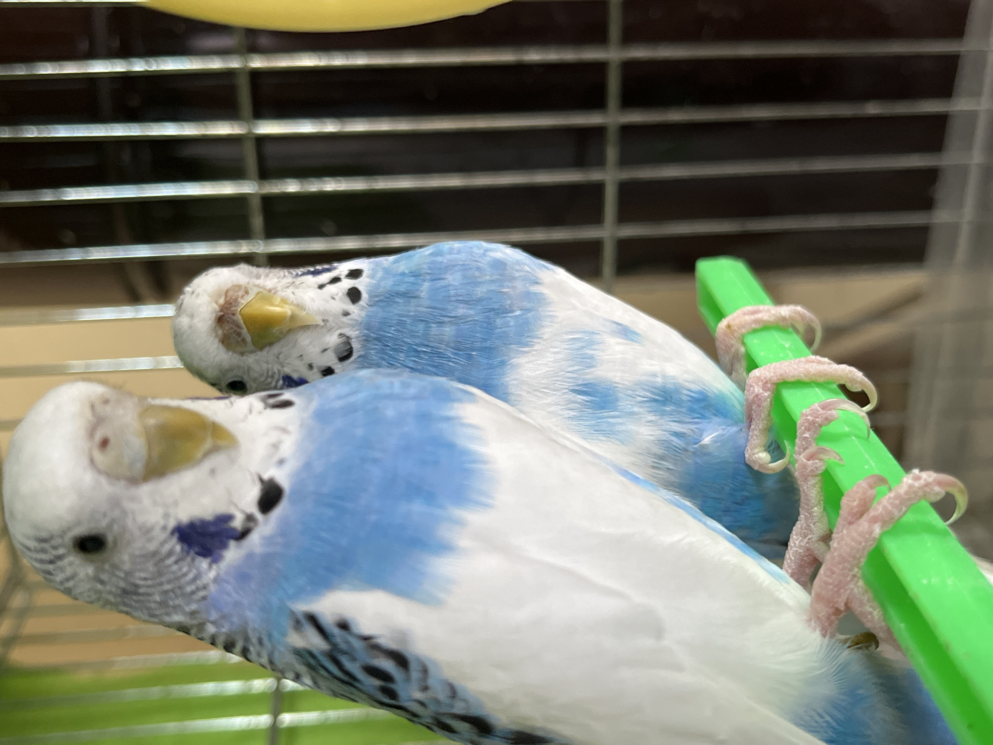 Two budgerigars are perched close together inside a wire cage. The birds are predominantly white and blue with yellow beaks and black markings around their heads and necks. One budgerigar is slightly behind the other. They are gripping a green plastic perch with pink clawed feet. The background is blurry, showing the bars of the cage and hints of the surrounding environment. The location and city of Shumen, Bulgaria cannot be determined from this image.
