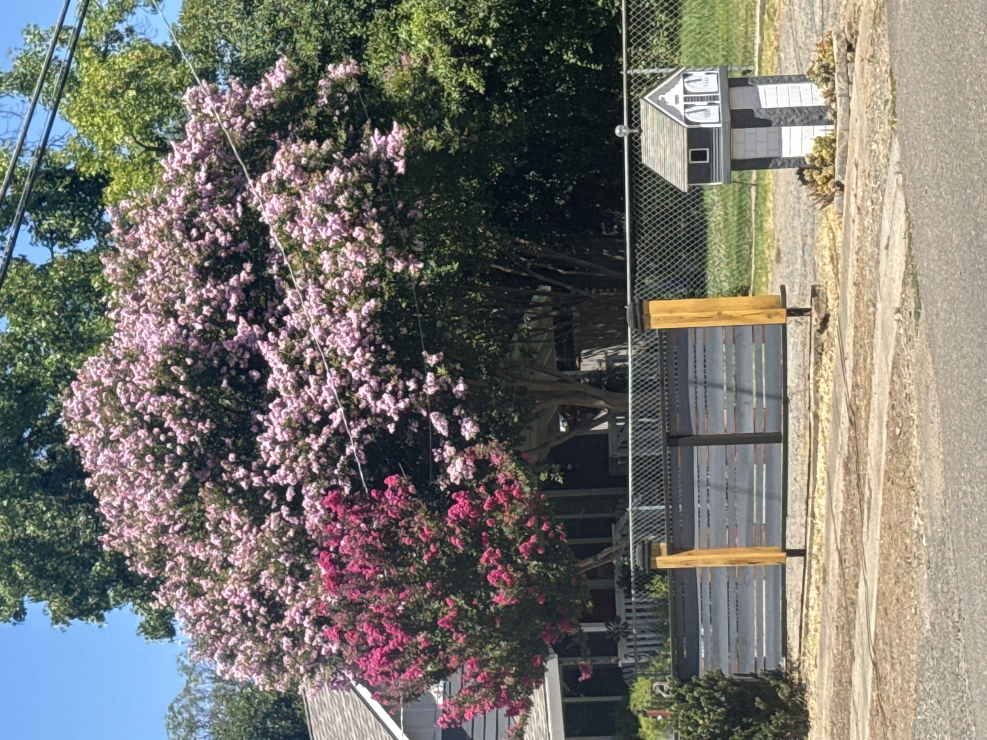 The image depicts a residential scene in Citrus Heights, California, under a clear blue sky. Dominating the foreground is a modern, horizontal slatted fence, partially obscured by a dark bush on the left. To the right of the fence, a whimsical, miniature house-shaped mailbox stands on a pedestal, adorned with decorative plants at its base. Behind the fence, a chain-link fence encloses the property.
In the mid-ground, a house with a gray, shingled roof and gray siding is visible. A large tree with a dense canopy of pink and fuchsia flowers, possibly a Crape Myrtle, is the most prominent feature of the landscape, with its vibrant blooms extending across the upper portion of the image. Smaller trees and lush green foliage fill the background, suggesting a well-maintained yard and the natural beauty of the area. Overhead, power lines are visible against the sky. The overall impression is one of a serene, suburban setting with a colorful floral display.