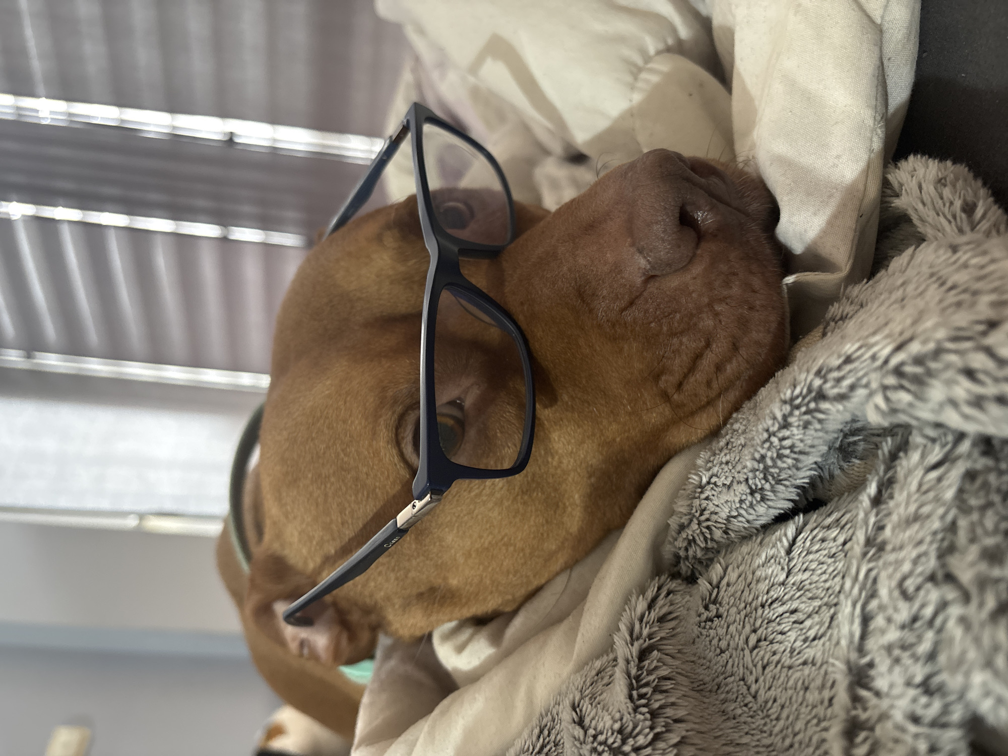 A brown-furred dog lies on a grey and white blanket, wearing black-framed glasses. The dog's nose is near the upper right corner of the frame. Blinds are visible in the background. Location information is unavailable from the image.