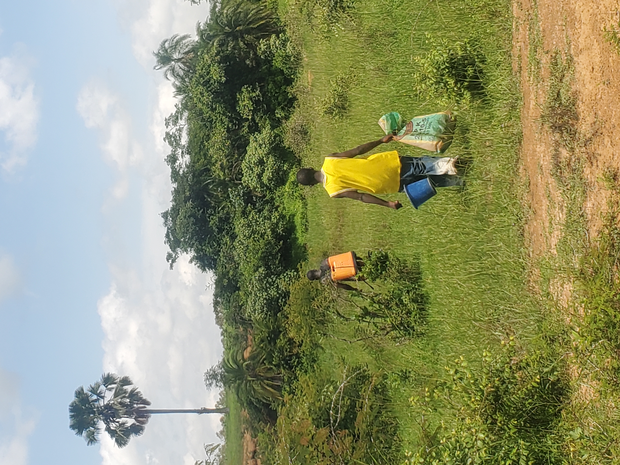 The image depicts a rural landscape in Wumat Central, Nigeria, characterized by lush green fields and dense vegetation. Two individuals, likely men, are walking away from the camera through the tall grass. The person in the foreground wears a bright yellow sleeveless shirt and blue trousers, carrying a blue bucket in their left hand and a large, light-colored bag in their right. The person in the background, partially obscured by foliage, wears an orange garment and appears to be carrying a large orange backpack or container. The environment suggests a daytime setting with a partly cloudy sky. The terrain appears to be slightly uneven, with some sparse trees and palms dotting the background. The overall impression is of an agricultural or natural setting, possibly related to farming or resource gathering.