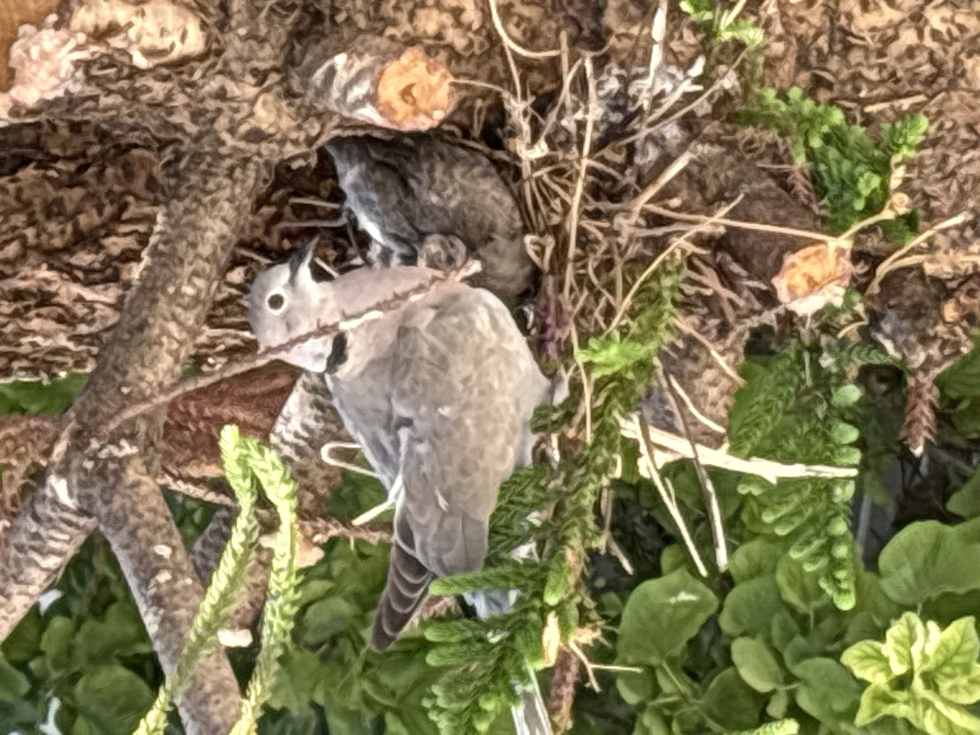 The image shows a close-up view of a bird's nest situated within the branches of a tree. The nest appears to be constructed from dried grass and twigs. Inside the nest are two young birds. One bird, partially visible, is a dusky grey color and appears to be nestled against the other. The second bird is more prominently visible, with light grey plumage and a distinct dark ring around its neck. This bird is looking towards the camera, with its eye clearly visible. The surrounding environment consists of lush green foliage, likely leaves and branches of the tree. The lighting suggests it is daytime, with dappled light filtering through the leaves. The image lacks any indication of the city of Ilion, Greece, or any human presence.