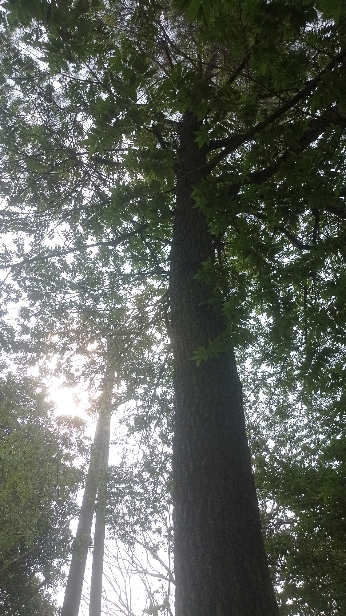 A low-angle shot captures the towering trunk of a large tree, its rough, dark bark dominating the right side of the frame. Sunlight filters through the dense canopy of green leaves, creating bright, hazy areas against the sky. The branches of the tree spread outwards, reaching towards the sky and obscuring much of the view. In the background, other trees and branches are visible, some silhouetted against the bright sky. The overall impression is one of being immersed in a dense forest, looking upwards towards the sky through the leaves. The location is the city of Mulyoagung, Indonesia.
