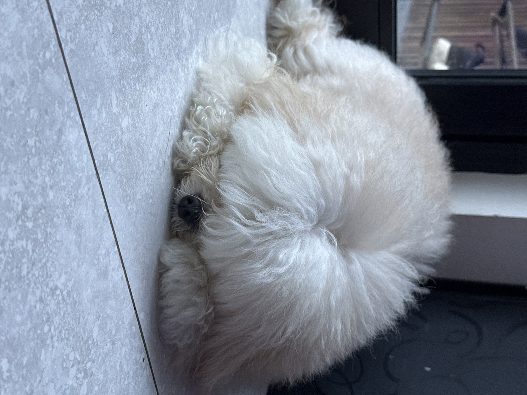 A small, white, fluffy dog is curled up on a light gray tile floor in Mengwi, Indonesia. The dog is positioned near a dark-colored window or sliding glass door. The location is indoors.