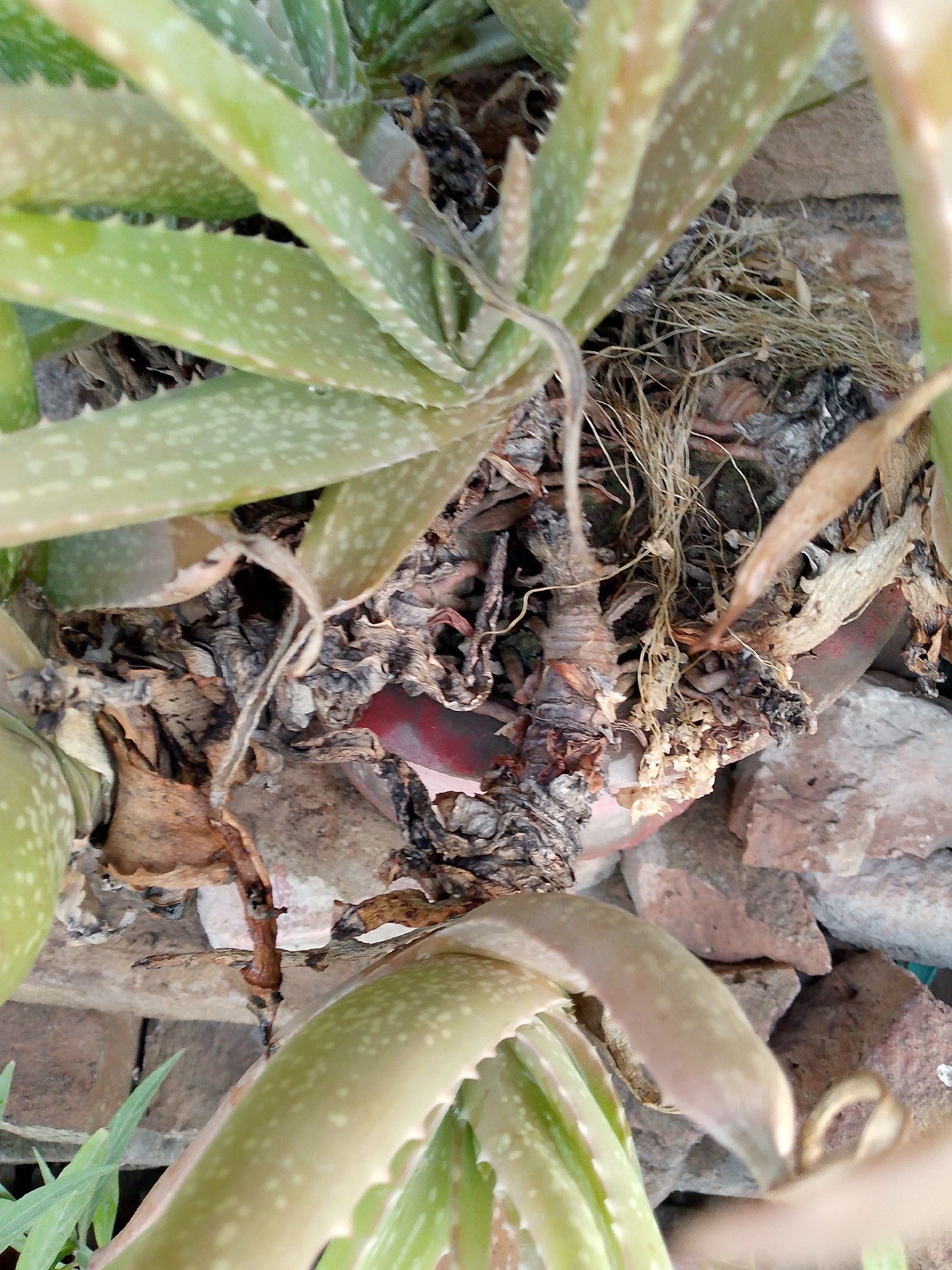 The image shows a close-up view of an aloe vera plant. The plant's succulent leaves are green with white speckles and serrated edges. Some leaves are healthy and vibrant, while others appear dry and withered, suggesting a need for water or care. The plant is potted in what appears to be a terracotta pot, which is partially visible and shows some signs of wear. The background is composed of rough, reddish-brown bricks and stones, hinting at an outdoor or rustic setting. The lighting suggests it might be daytime, as there are no strong shadows or artificial light sources visible. The overall impression is one of natural growth and the passage of time, with a mix of vitality and decay present in the plant. There is no discernible text in the image.