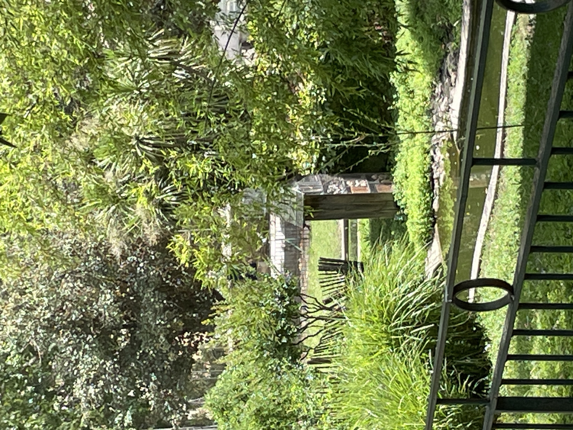 The image shows a lush garden scene, likely in a park or private residence. In the foreground, a dark metal railing with an ornate circular detail runs horizontally across the frame. Beyond the railing, a narrow pond or water feature is visible, bordered by stones and lush green vegetation. To the left of the pond, a tall clump of grass or reeds stands out. In the middle ground, a small, rustic wooden structure with a peaked roof is positioned near the pond. Behind this structure, several wooden chairs or benches with slatted backs are arranged. The background is filled with dense greenery, including trees, bushes, and possibly bamboo, creating a natural and somewhat wild ambiance. The sunlight filters through the leaves, casting dappled shadows on the ground and highlighting the vibrant green hues of the foliage. There are no people visible in the image. The overall impression is one of a tranquil and verdant outdoor space.