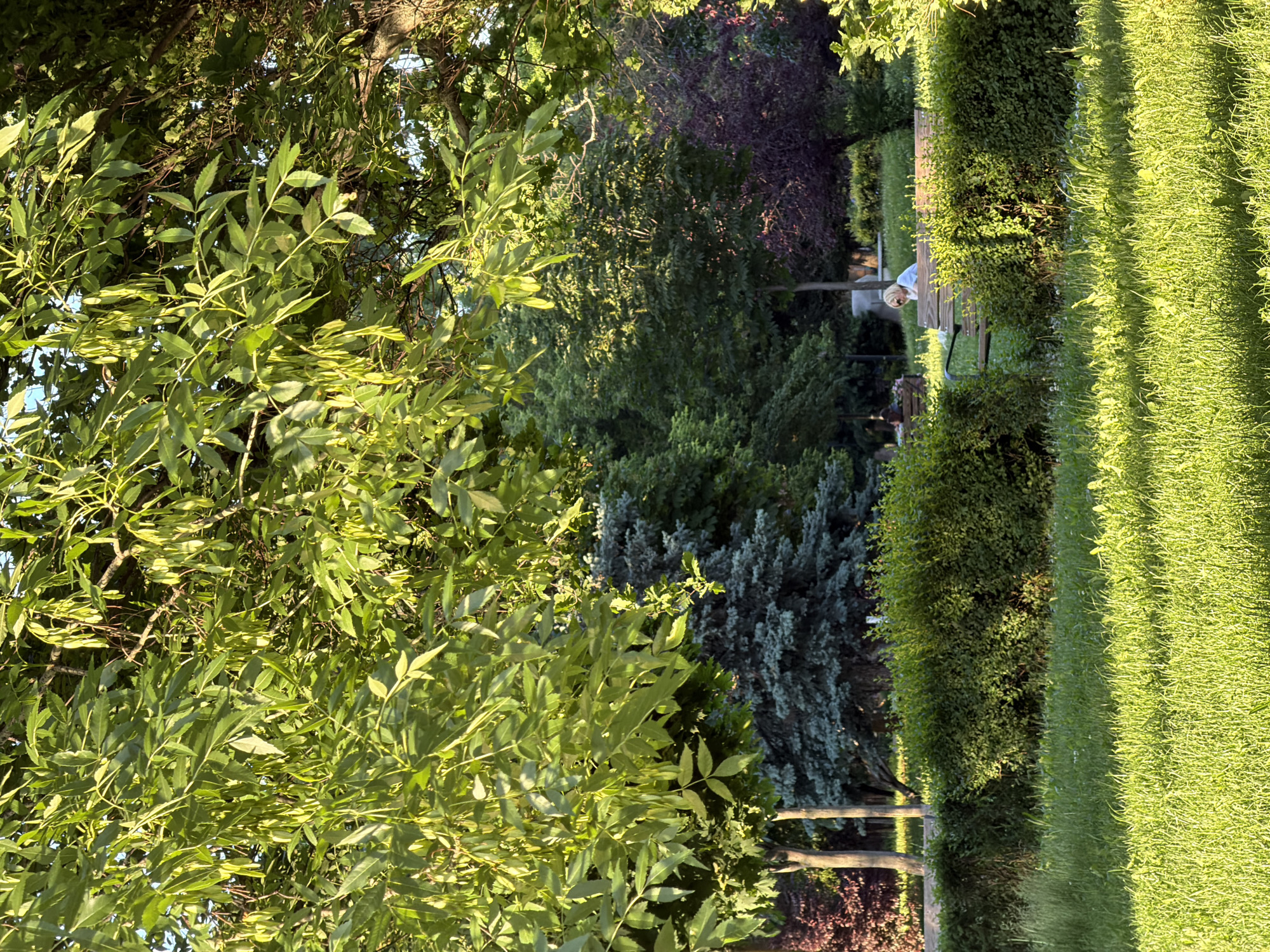 The image depicts an outdoor scene, possibly a park or garden setting. Lush greenery is abundant, with trees and manicured bushes dominating the view. A grassy area is visible on one side, suggesting a well-maintained lawn. A bench can be seen in the background, with a person sitting on it. The image appears to be taken during the daytime, with sunlight illuminating the scene. While the specific location in Sofia, Bulgaria cannot be determined from the image alone, the presence of greenery and a park-like atmosphere is evident.