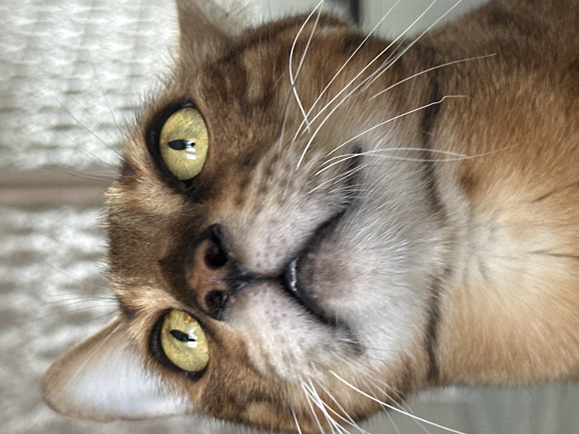 A close-up, low-angle, upward-facing shot shows the head of a brown tabby cat. The cat's large, round, yellow-green eyes are looking upwards, with slit pupils. The cat has a pink nose and visible white whiskers. Its mouth is slightly open, revealing a glimpse of its teeth and tongue. The fur is a mix of brown and tan, with some lighter fur around the muzzle and chin. The background is blurred and appears to be a textured, neutral-colored surface, possibly a wall or fabric. There are no people or other animals visible in the image. The scene does not provide any specific details that would allow for its location to be identified as Energetik, Russia.