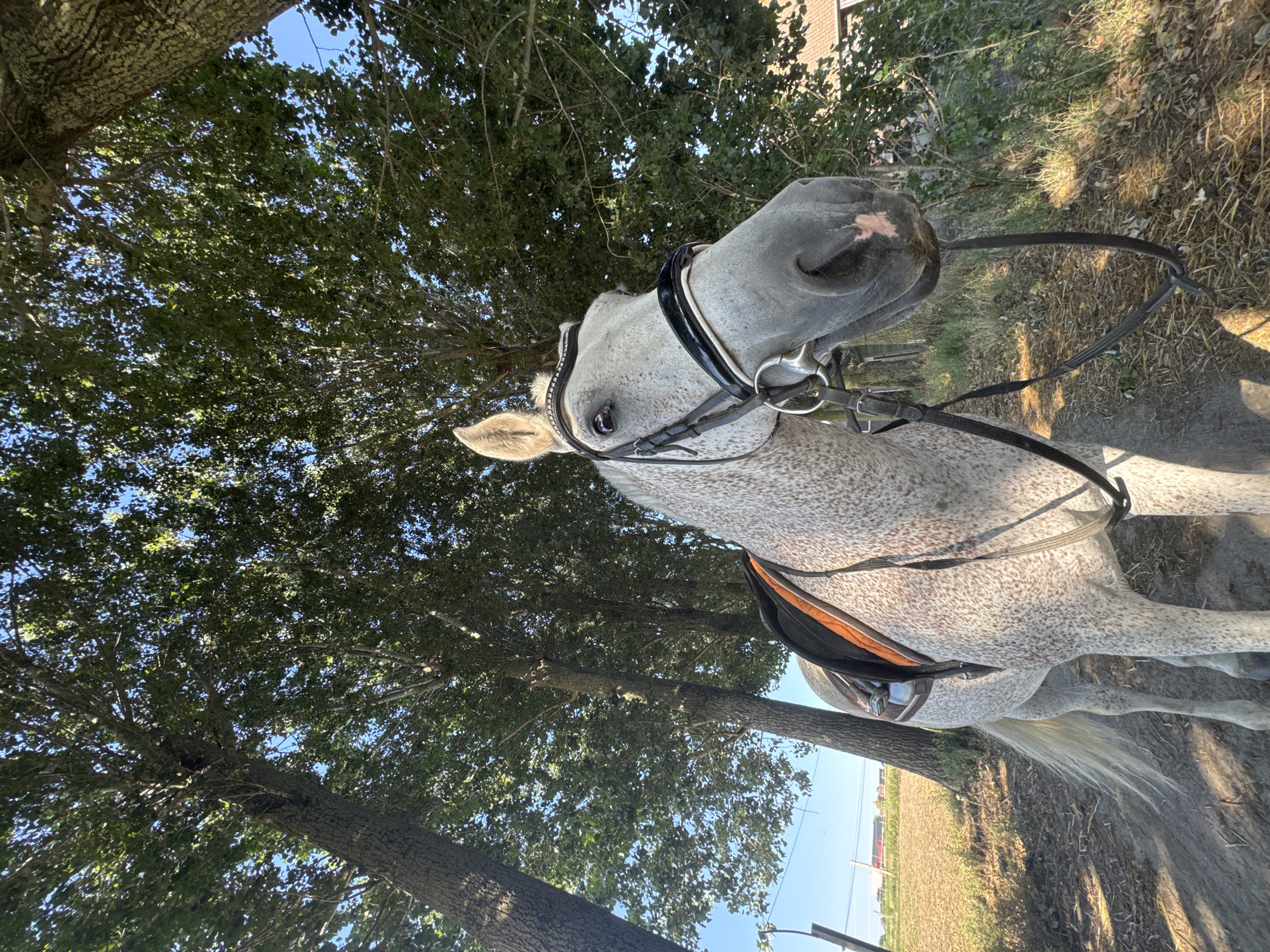 A low-angle, medium shot captures a dappled gray horse standing under a canopy of trees. The horse faces the viewer, its head slightly tilted. It wears a black bridle with decorative rhinestones and a metal bit. A saddle with an orange blanket is visible on its back. The horse's coat is speckled with dark gray spots. In the background, tall trees with lush green leaves create a shaded environment. Sunlight filters through the foliage, casting dappled shadows on the ground. To the left, a field with dry vegetation and some distant red structures can be seen, under a clear blue sky. The ground beneath the horse appears to be dirt with some straw. The scene suggests a rural or park-like setting. The image was taken in Estaimpuis, Belgium.