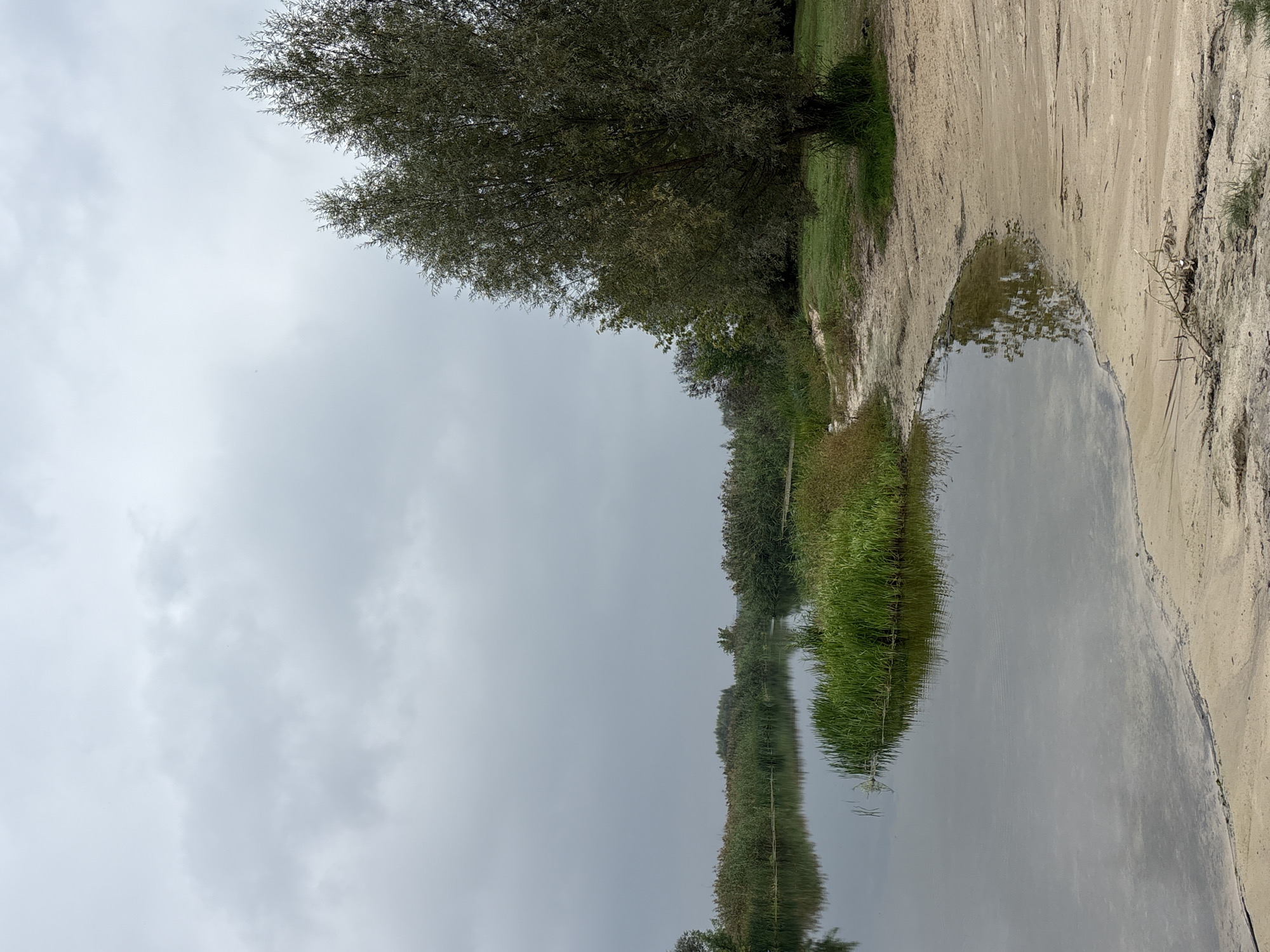 The image depicts a serene natural landscape on a cloudy day, possibly in Bobrov, Russia. The scene features a calm body of water, likely a river or lake, bordered by lush green reeds and tall grass. A sandy embankment runs along the right side of the water, with a path or dirt track leading down to the shore. A mature tree with dense foliage stands prominently on the grassy area next to the embankment. In the distance, more vegetation and trees are visible, creating a sense of depth. The sky is overcast with soft, diffused light, suggesting a temperate climate. There are no people or animals visible in the frame. The overall impression is one of natural tranquility.