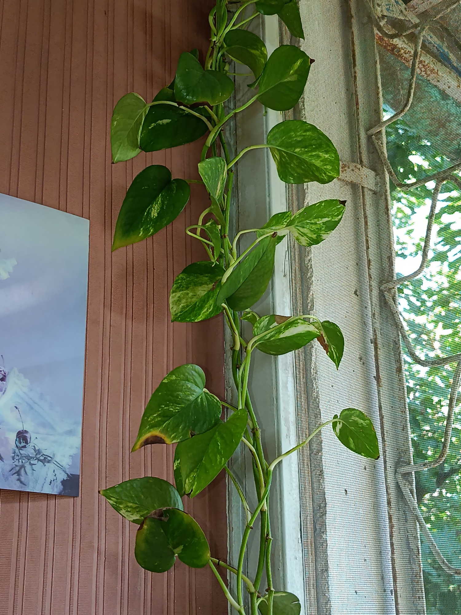 The image shows a pothos plant with green and yellow variegated leaves climbing vertically. The plant is situated indoors, next to a window with a screen and a rusty metal grate. To the left of the plant, a portion of a framed picture with a light blue background and a dark object resembling a cherry on a stem is visible against a brown, ribbed wall. The scene appears to be an interior view, likely a residential setting, in Tashkent, Uzbekistan. No people are present.
