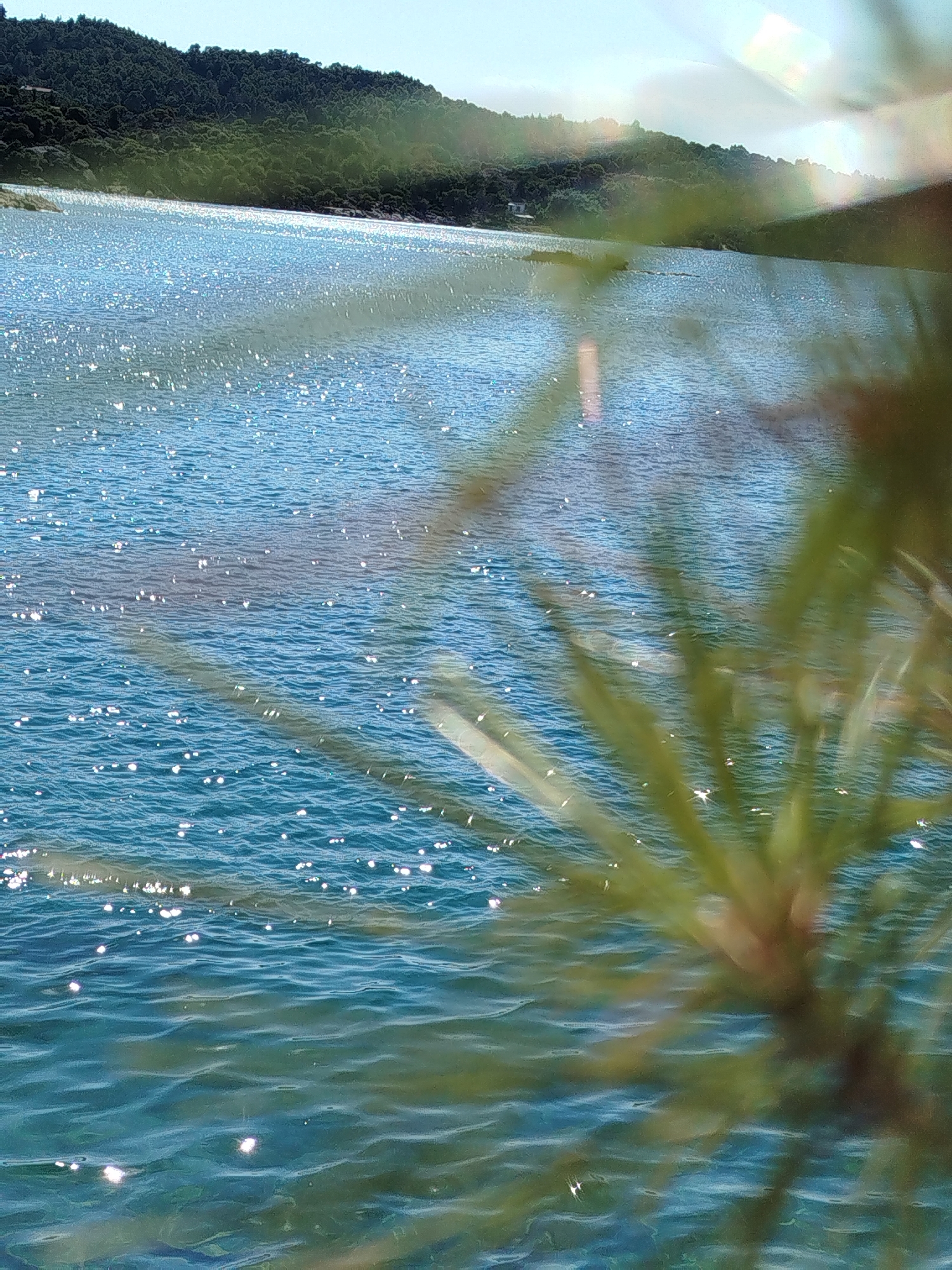 The image depicts a sun-drenched body of water, likely a lake or sea, with a forested hillside rising in the background. The water is a vibrant blue, with numerous sparkling reflections of sunlight dancing on its surface, creating a rippling effect. In the foreground, out of focus, are blurred green fronds, suggesting the presence of a plant or tree. The sky above is a clear, bright blue. The overall impression is one of a serene and natural landscape, characteristic of the coastal regions of Sithonia Municipal Unit, Greece, known for its beautiful natural scenery. There are no people or specific man-made structures immediately visible in the scene, besides what might be a hint of a building on the distant hillside.