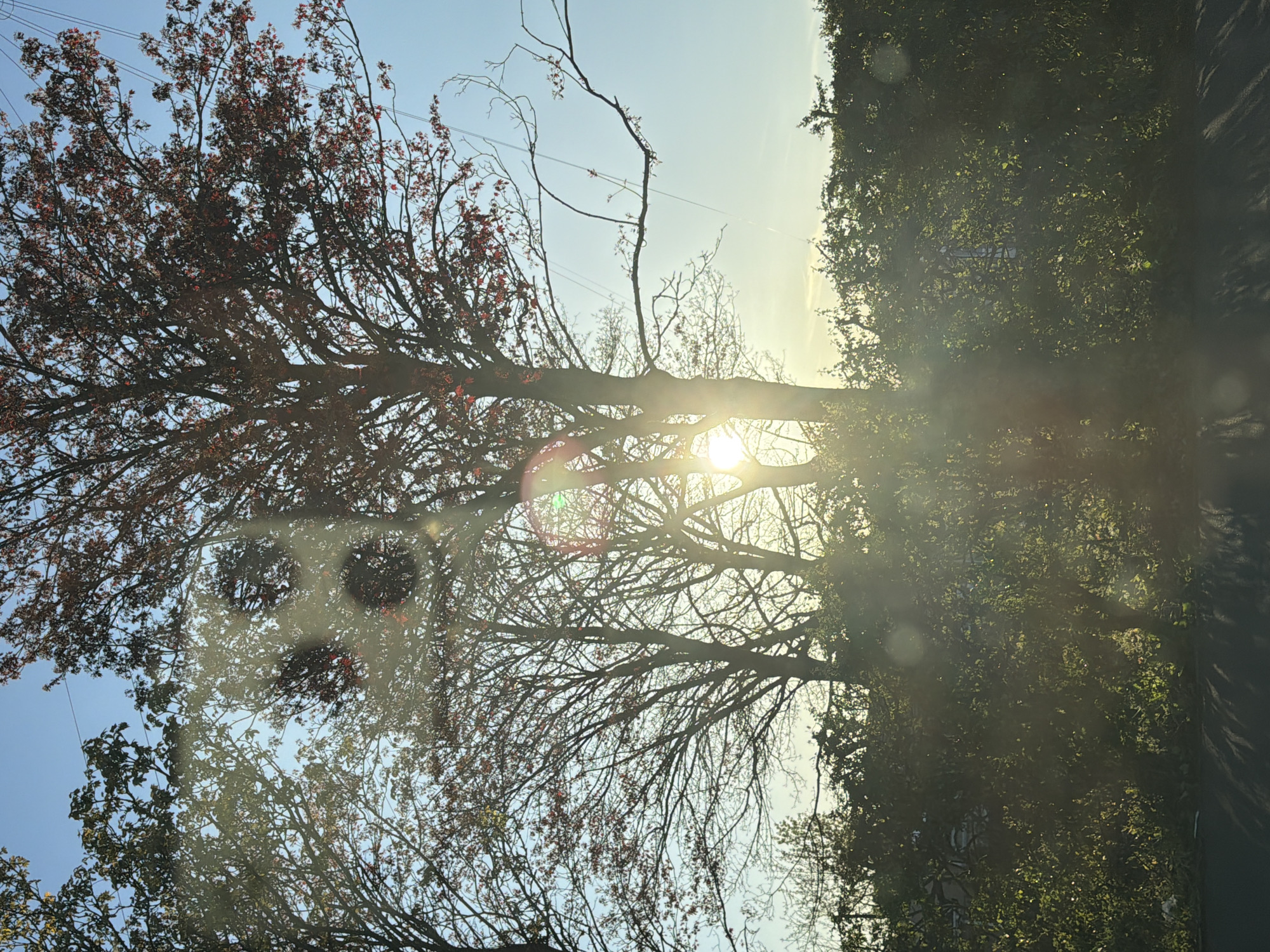 The image displays a vibrant outdoor scene featuring trees against a clear blue sky, likely taken in Pity Me, United Kingdom. A prominent tree with dark, intricate branches and reddish-brown foliage, indicative of new growth or a specific tree species, occupies the left side of the frame. In the central area, the sun shines intensely, largely obscured by the silhouetted branches of another tree, creating a strong lens flare and bright streaks of light that dominate the mid-right portion of the image. The branches of this central tree appear either bare or with very sparse foliage. To the right, a dense mass of rich green foliage, possibly a hedge or another large tree, is partially illuminated by the golden sunlight. The sky above is a clear, bright blue. Thin power lines or utility cables are faintly visible stretching across the upper left part of the sky. The lighting suggests either early morning or late afternoon. No people or specific activities are depicted, and no text is visible. The scene exudes a peaceful and natural atmosphere, highlighting the contrast between the silhouetted trees and the bright, clear sky.