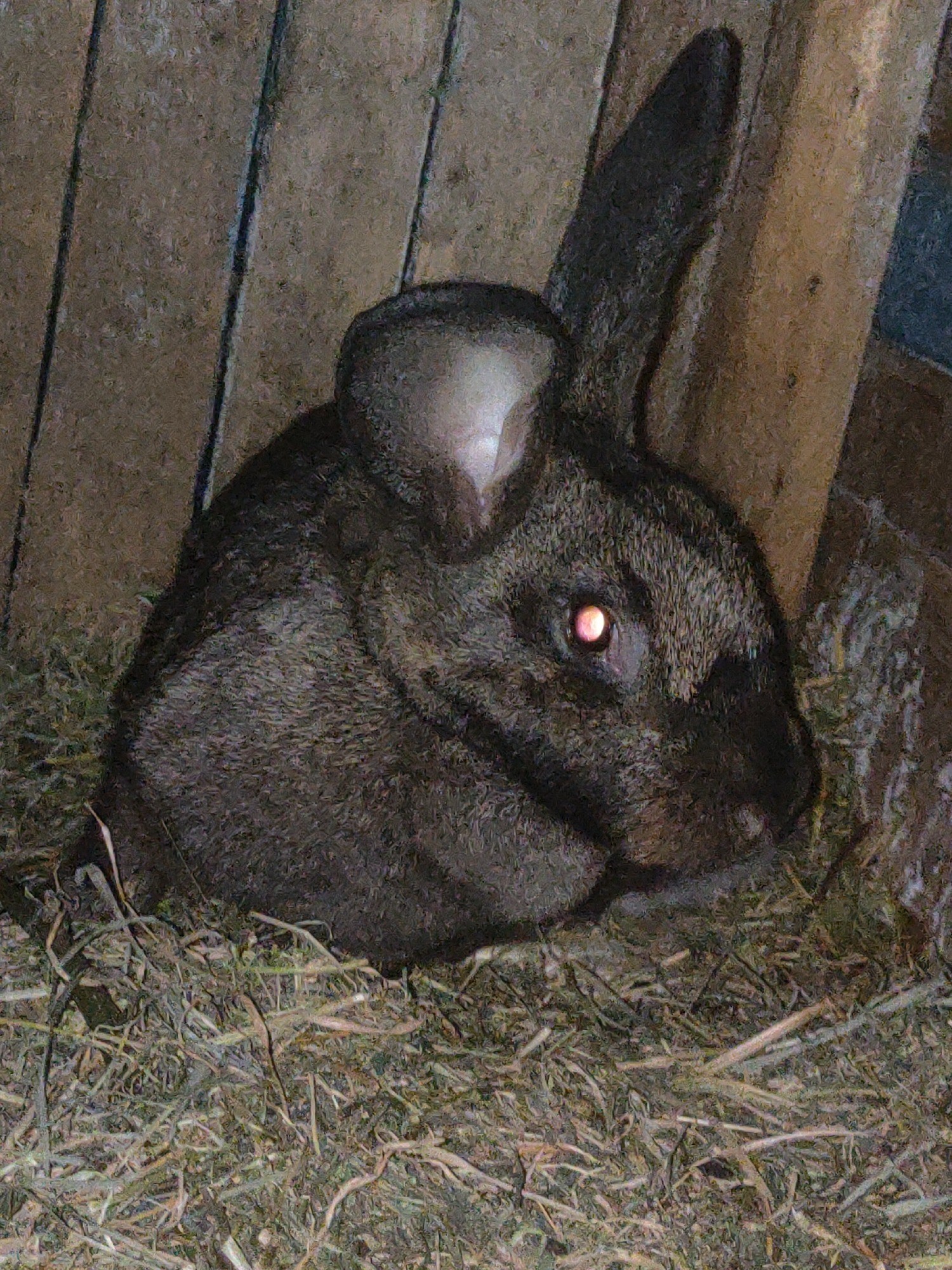 The image shows a dark gray rabbit with pinkish-red eyes, lying on a bed of hay in a rustic enclosure. The enclosure appears to be made of weathered wooden planks. The lighting suggests it might be nighttime or a dimly lit area, with the rabbit's eyes reflecting light. The background is dominated by the wooden structure. The overall scene is natural and somewhat subdued. The location in Ternovka, Moldova is not visually discernible from the provided image.