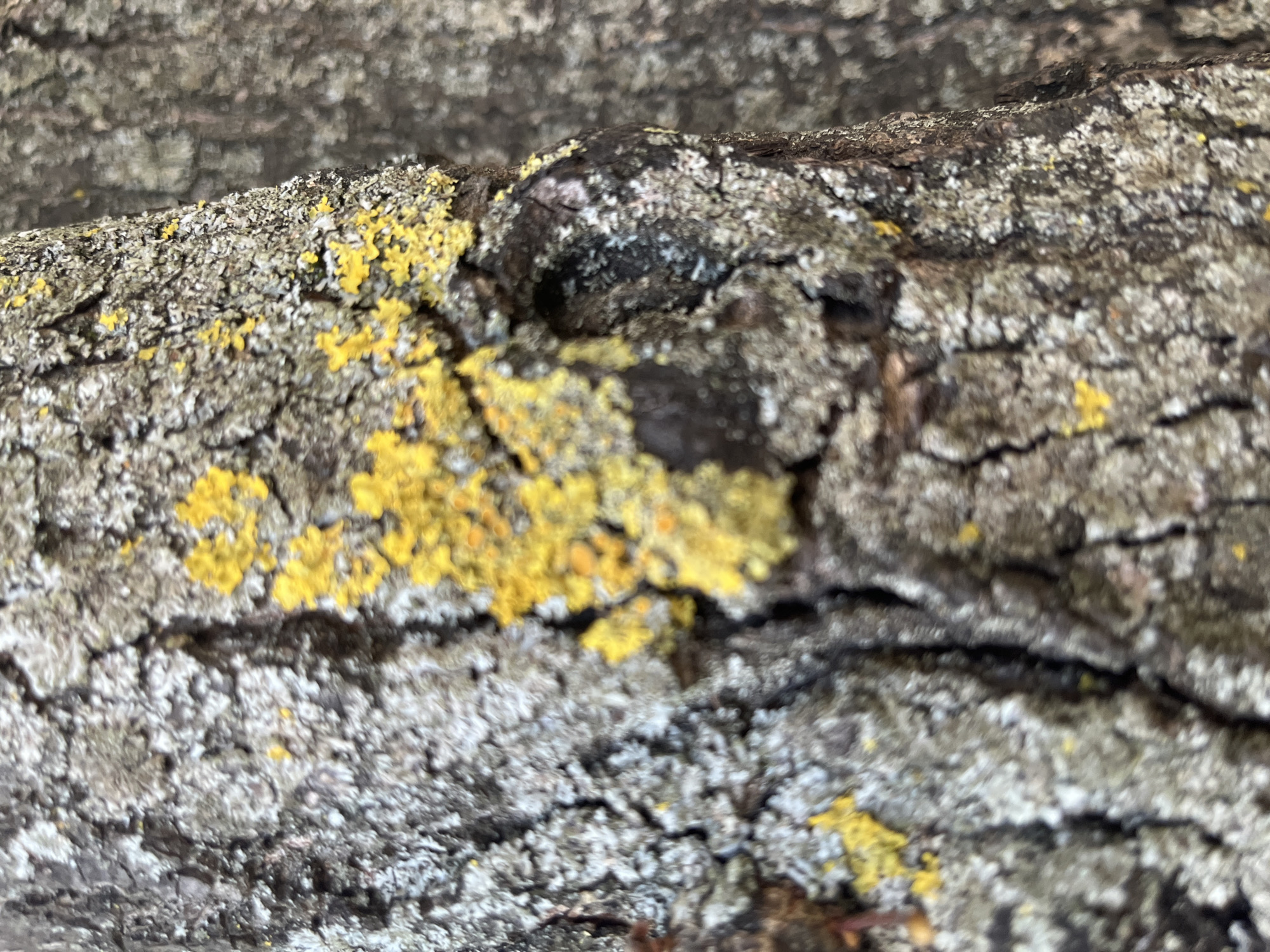 A close-up, eye-level shot reveals the textured bark of a tree. The bark is a mixture of gray and brown, with deep crevices and rough surfaces. Bright yellow lichen is scattered across the bark in patches, creating a stark contrast against the muted tones of the wood. The lighting is soft and diffused, suggesting an outdoor setting, likely in a park or natural area. There are no people or animals visible in the frame. The image appears to be taken in Nemchinovka, Russia, given the provided context.