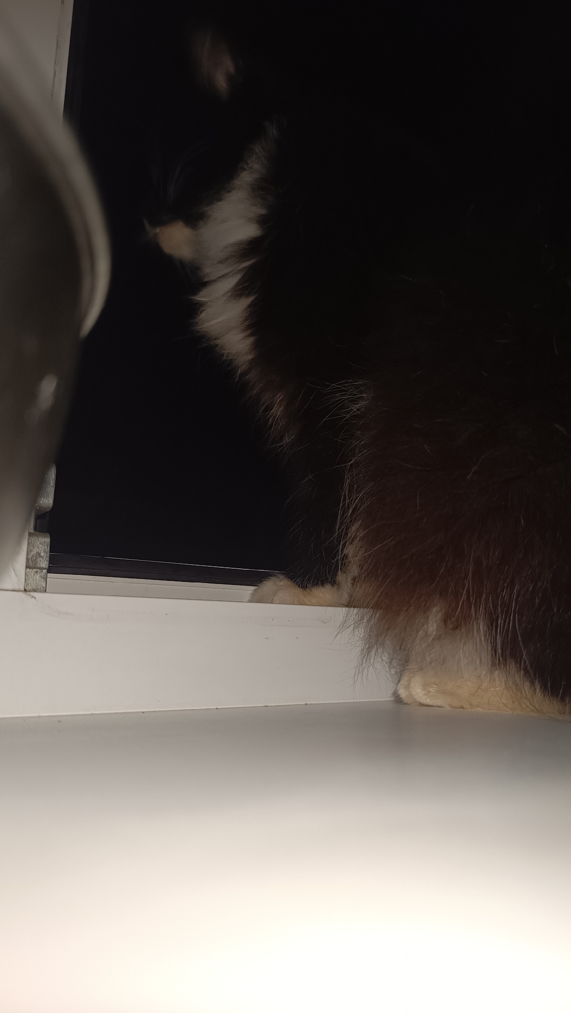 A low-angle, close-up shot shows the hindquarters of a fluffy cat with black, brown, and white fur. The cat is perched on a white windowsill, with its paws visible on the edge. The background is dark, suggesting nighttime or a dimly lit interior. The location is specified as Chaikovsky, Russia.