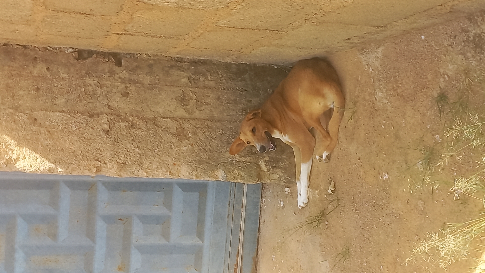 A tan dog with white paws lies on the sandy ground next to a textured concrete wall. The dog is resting on its side, with its head turned towards the viewer and its mouth open, as if panting or yawning. It appears relaxed. The setting is outdoors, with a concrete structure and sand covering the ground. Some dry grass and weeds are scattered around. The scene suggests a warm, possibly sunny day, typical of Nigeria. The image is taken from a slightly high angle, looking down. No text is visible in the image.