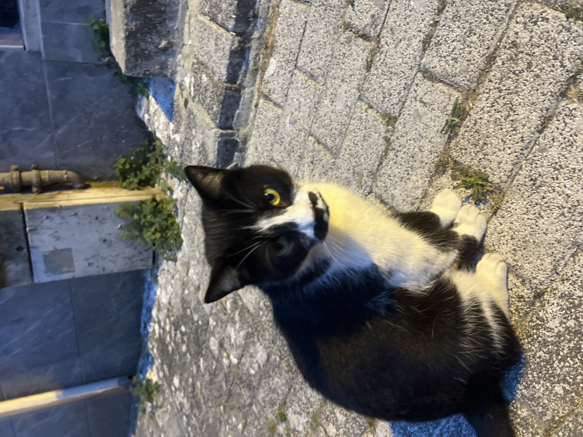A black and white cat with a distinctive mustache-like marking on its face sits on a stone-paved sidewalk. The cat's fur is predominantly black with white markings on its chest, paws, and face. Its eyes are a striking yellow. The background features a grey, textured wall, possibly made of concrete or stone, with some greenery growing near its base. A vertical pipe is visible against the wall. The lighting suggests it is either early morning or late evening. The scene appears to be an outdoor urban environment in Şişli, Turkey.