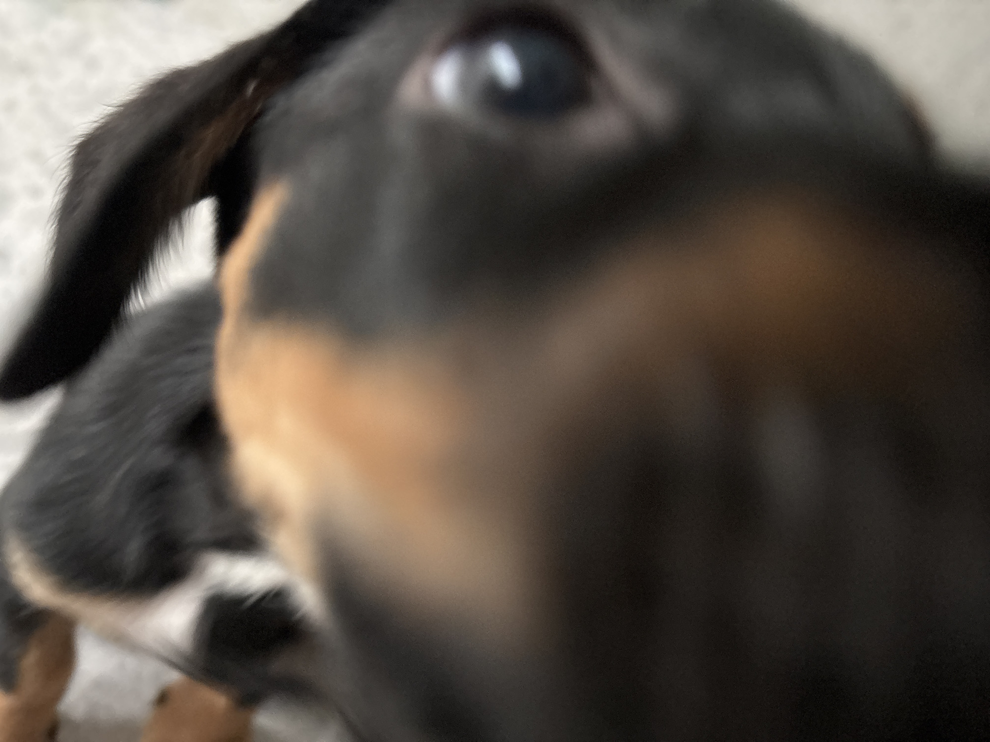 A close-up, blurry, upside-down shot of a dog's face. The dog is black and tan with a white marking on its face. One of its eyes is visible, which is dark with a reflection of light. The dog's ears are also visible, one of which is pointed upwards and appears to be black. The image is taken from an extreme close-up perspective, focusing on the dog's head and snout. The background is indistinct and appears to be a light-colored surface.
