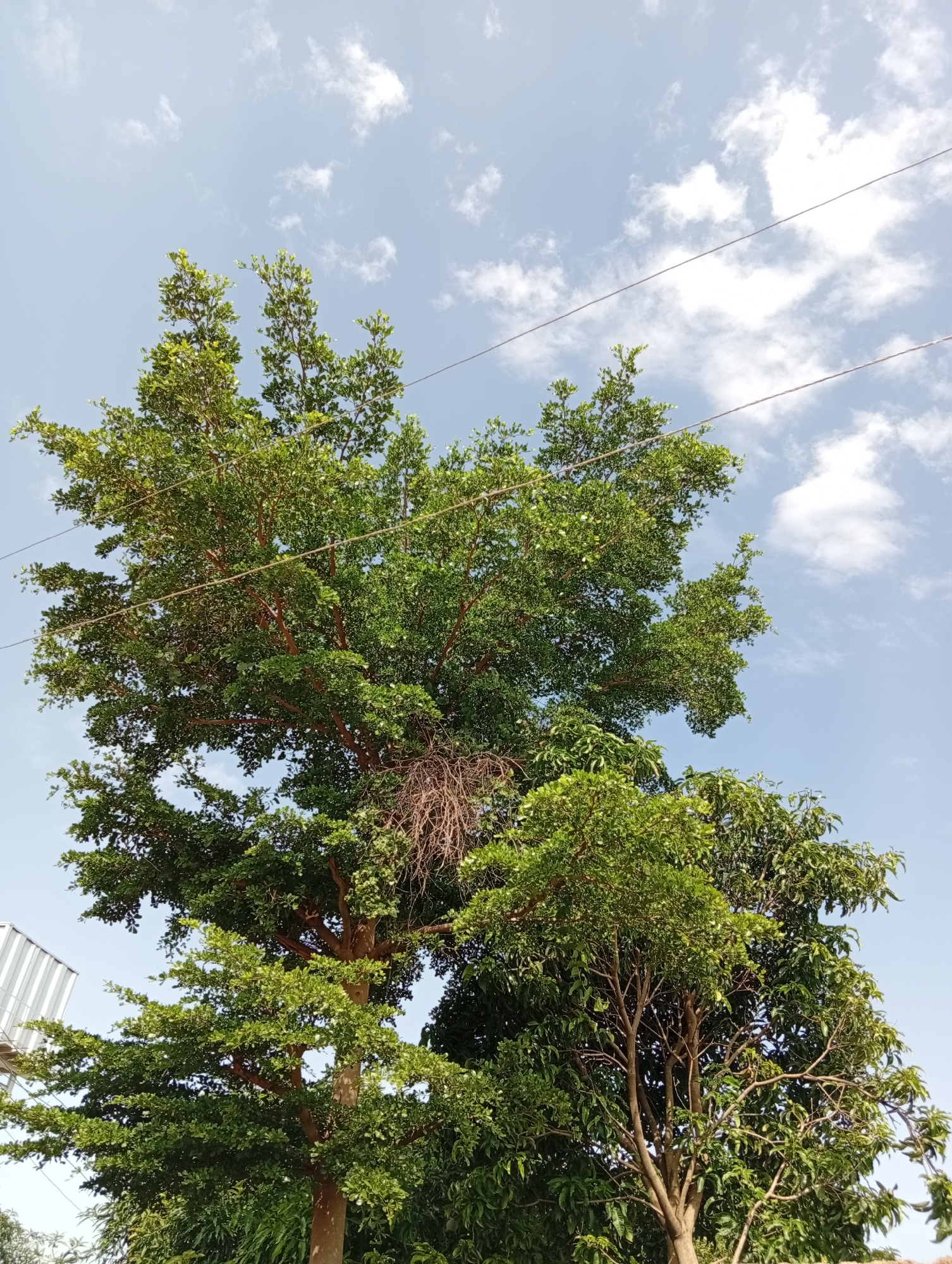 In Jos, Nigeria, a large tree with vibrant green leaves dominates the frame, its branches reaching towards a bright blue sky dotted with fluffy white clouds. Two power lines are strung across the upper portion of the image, casting faint shadows on the leaves. In the lower left corner, a corrugated metal structure peeks into the frame, its reflective surface catching the light. The dense foliage of other trees can be seen in the background, suggesting a lush, natural setting within the city. The overall scene depicts a typical urban landscape where nature and man-made elements coexist.
