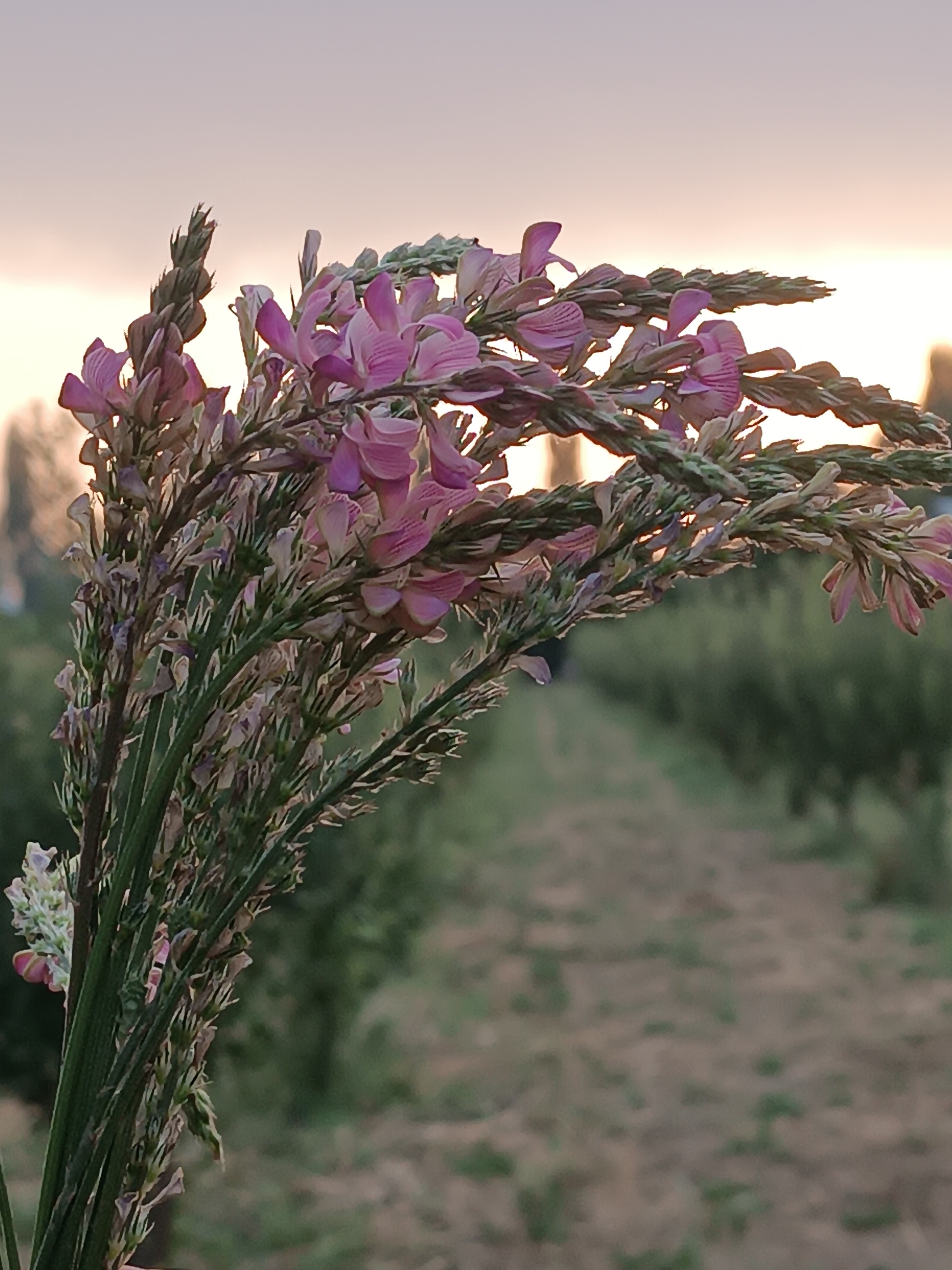 A close-up, low-angle, vertical shot captures a bouquet of wildflowers, primarily pink and purple blossoms, held in the foreground against a blurred background. The flowers are delicate and clustered on thin green stems, with some showing dried, brown foliage. The backdrop consists of a field or garden with rows of greenery, suggesting an outdoor setting. The sky above is a soft, hazy gradient of pale orange and pink, indicative of either sunrise or sunset. The overall impression is one of natural beauty and tranquility, possibly taken in the rural landscape surrounding Myrza-Ake, Kyrgyzstan.