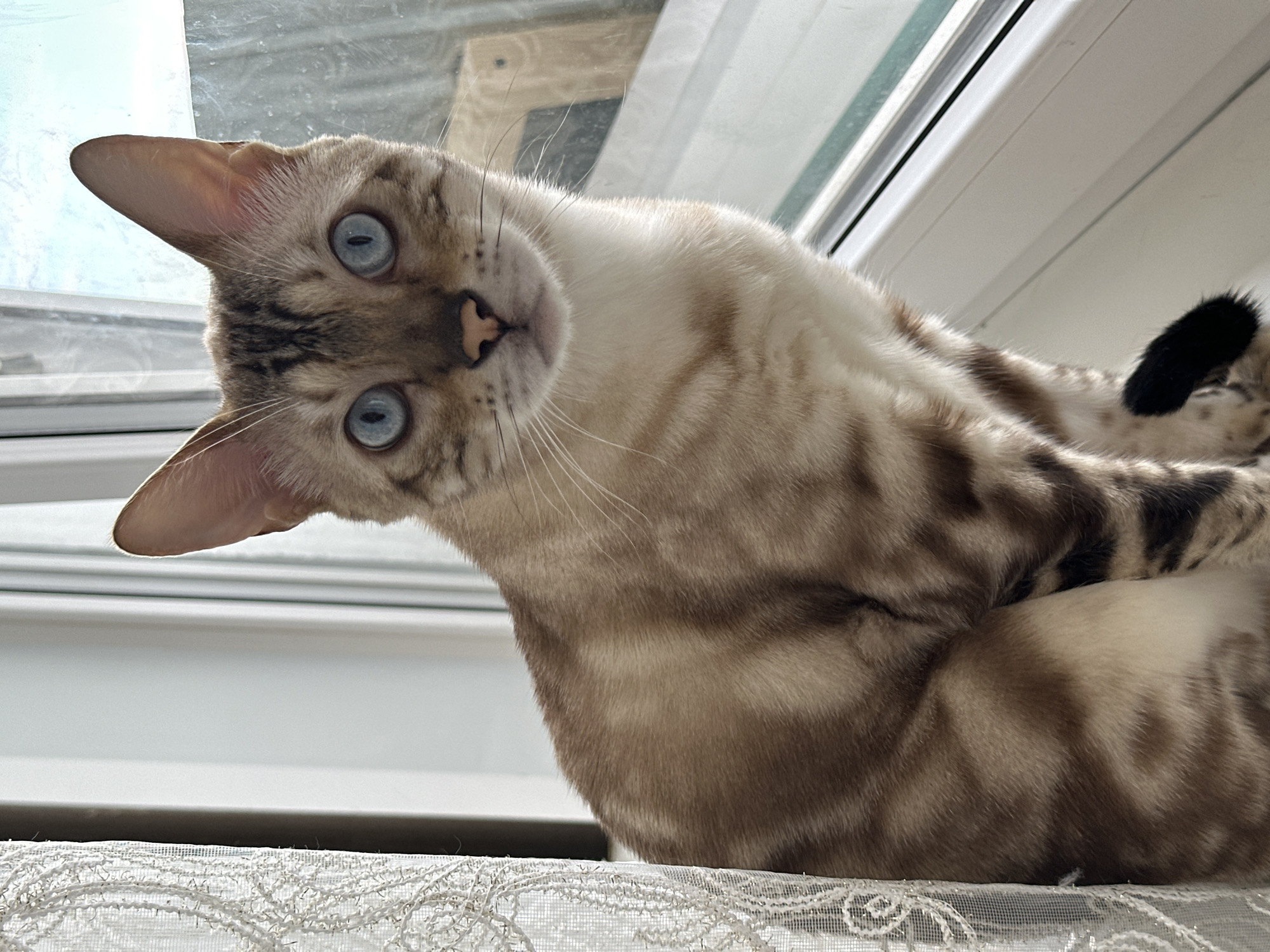 A tan and white Bengal cat with striking blue eyes sits on a windowsill. The cat is facing forward, with its ears perked up. The background is a window with a view of a bright, cloudy sky. A white lace curtain hangs on the left side of the image. The cat's fur has distinctive dark brown spots and stripes. The overall scene suggests a domestic setting, likely a home in Energetik, Russia, given the window and curtain details.