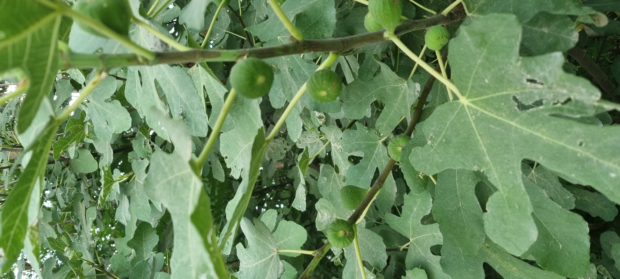 A close-up, eye-level, vertical outdoor shot shows several small, unripe green figs on a tree branch surrounded by large, textured fig leaves. The leaves are a dull, dusty green and some have small holes or signs of wear. The branch is thin and dark brown, with a few smaller green stems extending from it, also bearing figs. The background is a blur of more green leaves and branches, suggesting a dense canopy. The lighting is natural and appears to be diffused, with no harsh shadows. The image was taken in the city of Ҷомӣ, Tajikistan.