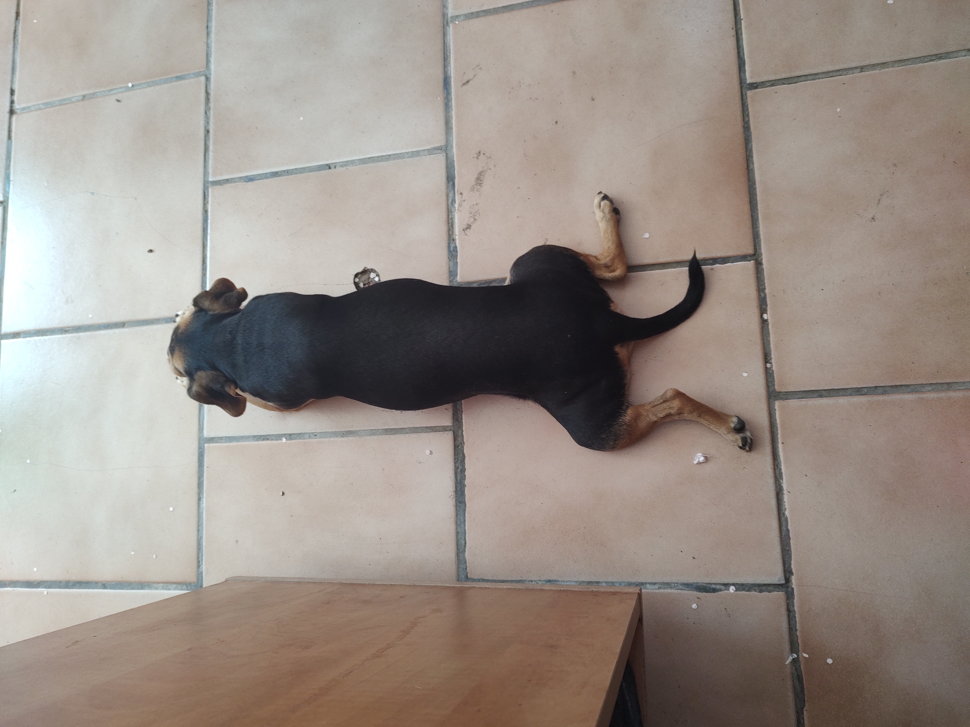 An overhead shot shows a small black and tan dog lying spread-eagle on a tiled floor in Tervel, Bulgaria. The dog is positioned in the center of the frame, with its head facing upwards. Its body is elongated, with its hind legs splayed out to the sides and its front legs tucked beneath it. The dog's fur is predominantly black, with tan markings on its legs and face. The floor is covered in square, light brown tiles with dark grey grout lines. To the left of the dog, a portion of a wooden cabinet is visible, its surface appearing smooth and light brown. The environment appears to be indoors, possibly a home or a commercial space, given the tiled flooring and cabinet. The lighting suggests it is daytime, with natural light illuminating the scene.