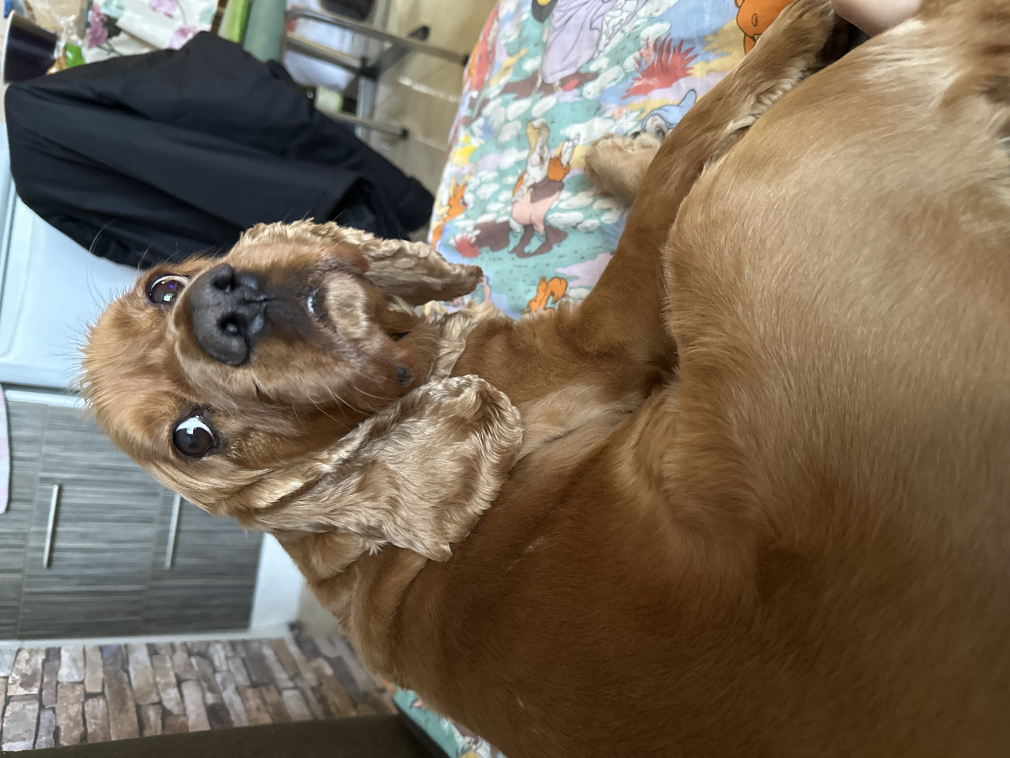 A medium-sized, golden-brown Cocker Spaniel dog is lying on a patterned surface, possibly a bed or blanket. The dog is facing the camera with its head tilted, exposing its black nose and dark brown eyes. The patterned surface features various cartoon characters. In the background, there are blurred elements that appear to be furniture and other household items. The dog is the central subject, with its pose and expression drawing the viewer's attention. The location is indeterminate.