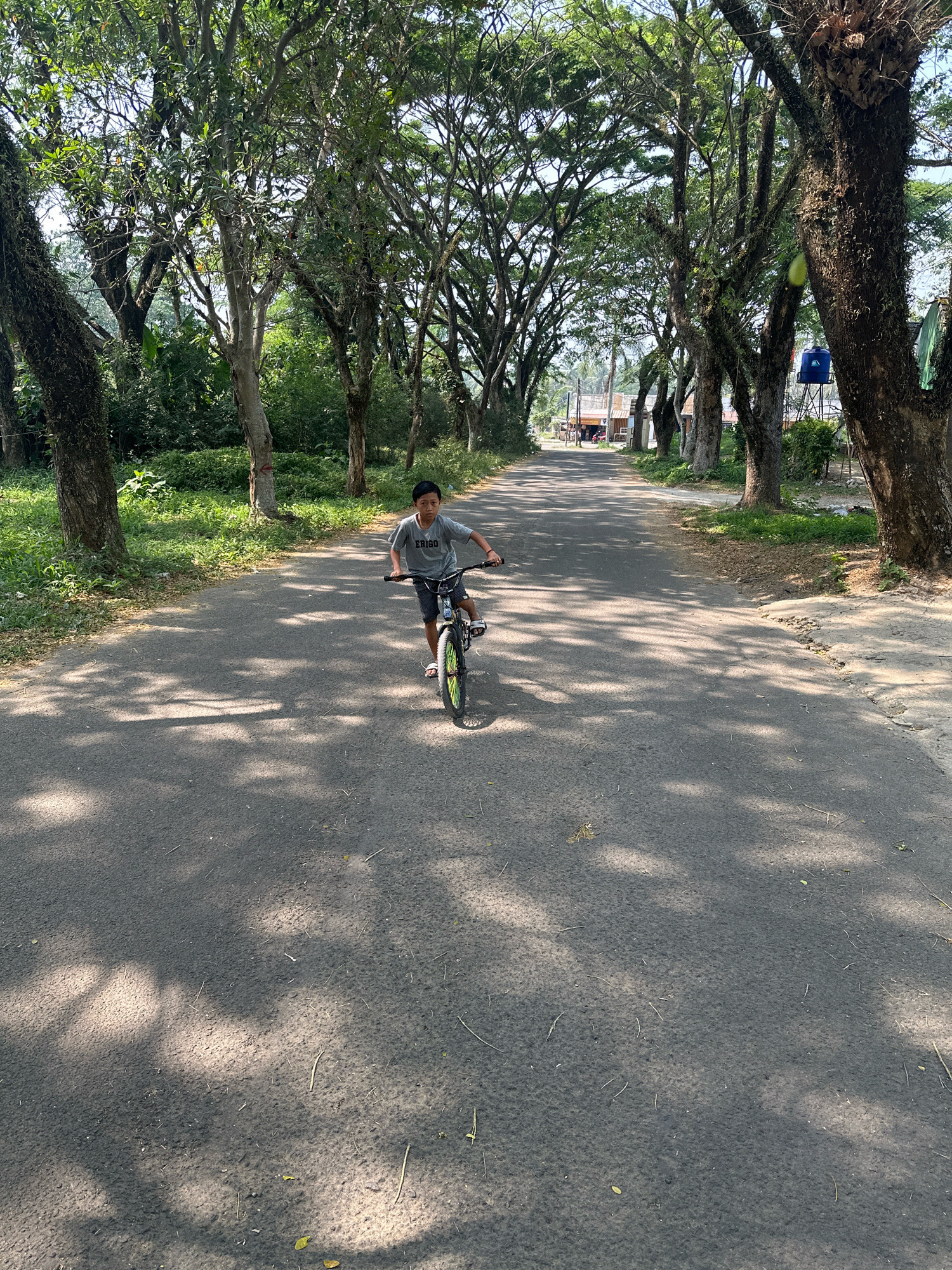A young boy rides a bicycle down a paved road lined with tall trees that cast dappled shadows. The boy, wearing a gray t-shirt and shorts, is positioned in the center of the road, facing the camera. The road appears to be in a rural or semi-urban area, with some buildings visible in the distance. The environment is lush and green, with dense foliage on either side of the road. The sky is bright and clear, indicating a sunny day. This scene is likely located in Saruni, Indonesia, given the presence of the distinctive trees and the overall aesthetic of the environment.