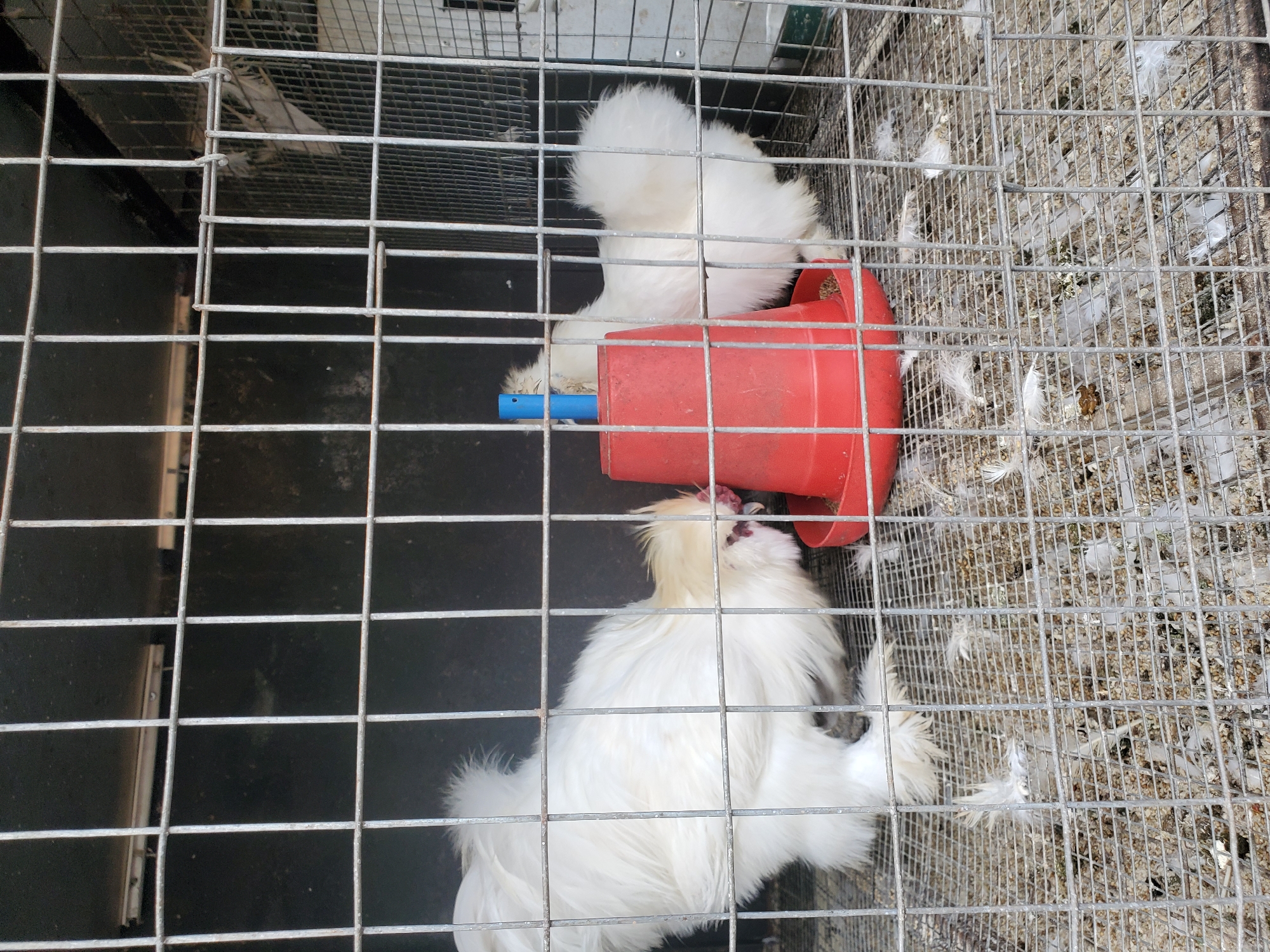 In Rayfield, Nigeria, two white silky chickens are visible within a wire cage. One chicken is positioned on the left, facing towards a red feeder that is partially obscured by the cage bars. The other chicken is on the right, also near the feeder. The cage floor is covered with a mixture of feed and feathers, indicating the presence of these birds. The background of the cage appears to be a dark, solid surface.