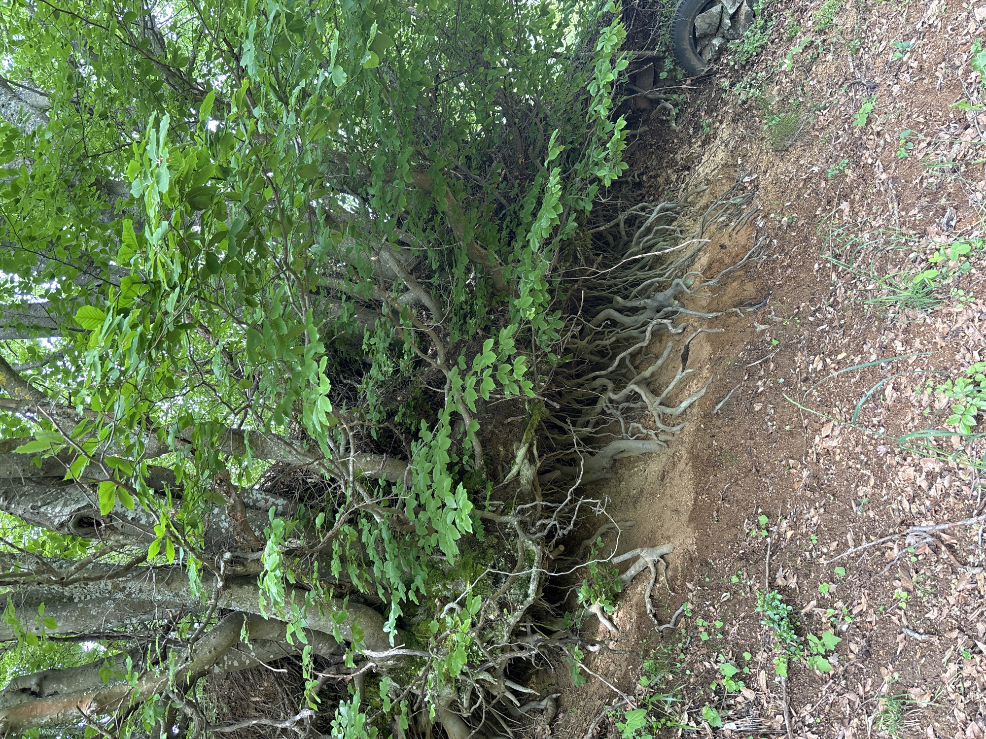 The image shows a tree with exposed roots growing on a steep bank. The area is covered with loose dirt, leaves, and some small plants. An old tire is visible near the top edge of the bank. The location is in Zlatograd, Bulgaria.