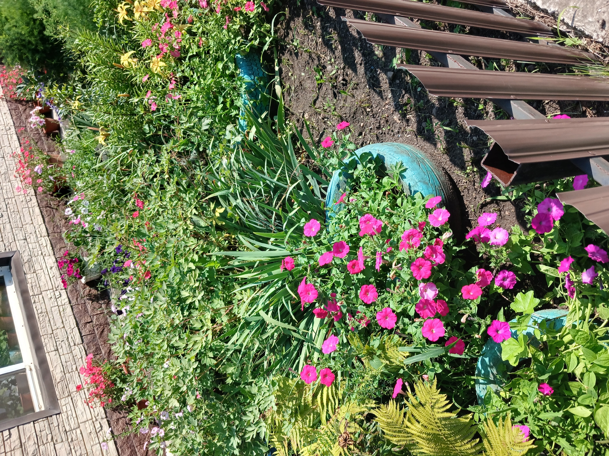 A medium shot captures a vibrant flower garden adjacent to a building. The garden features a variety of blooming plants, including bright pink petunias and yellow lilies, interspersed with lush green foliage and ferns. Two repurposed tires, painted a striking turquoise, serve as planters, adding a rustic touch to the scene. A brown metal fence with an angled top borders the garden on the right. The building in the background has a light-colored brick facade and a visible window. The ground is a mix of dark soil and scattered gravel. The scene is bathed in bright daylight, casting shadows on the ground.