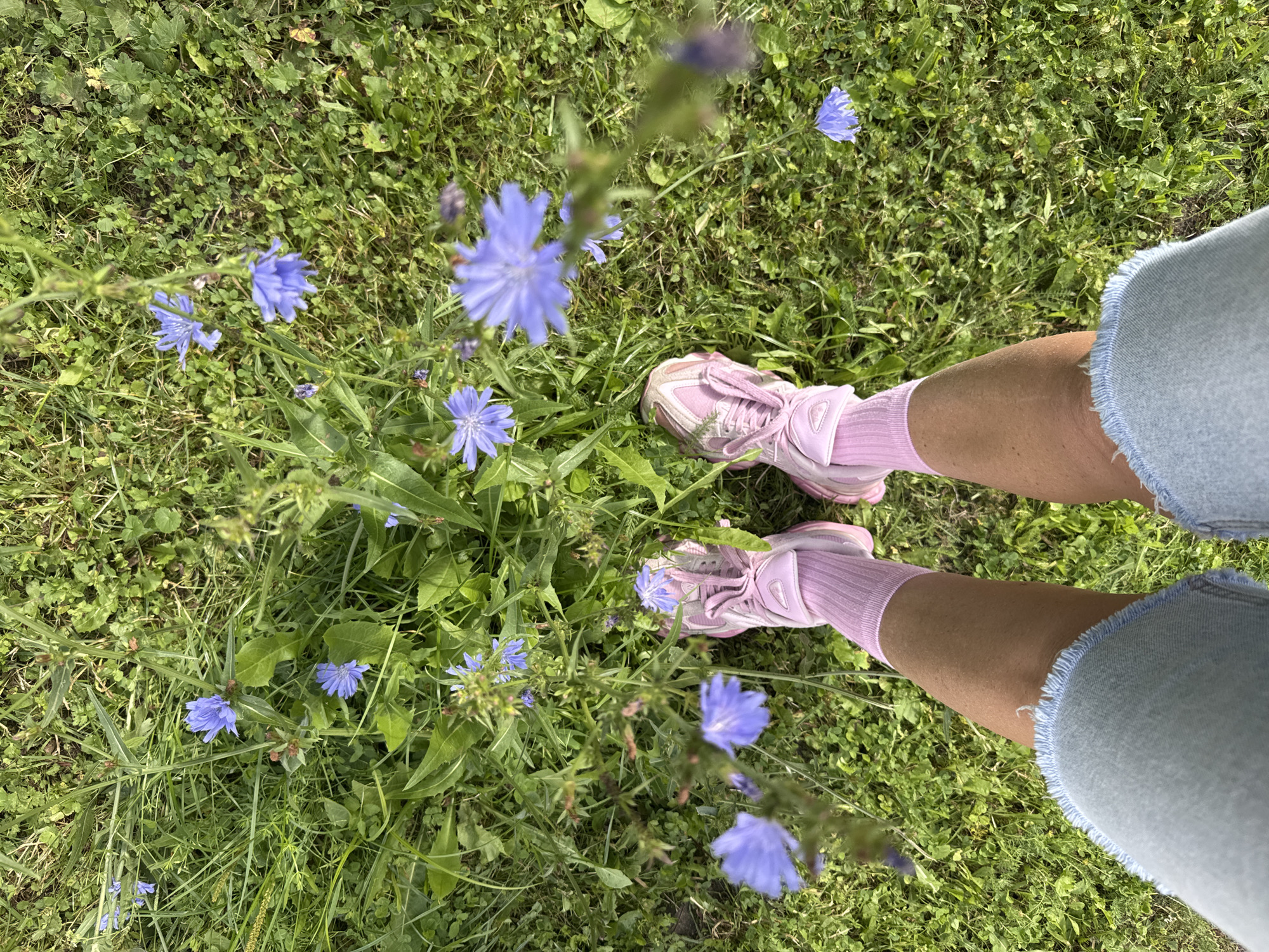 A high-angle, full shot captures a person's legs and feet from the knees down, standing in a grassy area with scattered blue wildflowers, likely chicory. The person is wearing light blue denim shorts with a frayed hem and pink athletic socks and sneakers. The environment is a naturalistic outdoor setting, possibly a field or meadow, in Sinyavino, Russia. The focus is on the lower half of the individual and the surrounding flora.