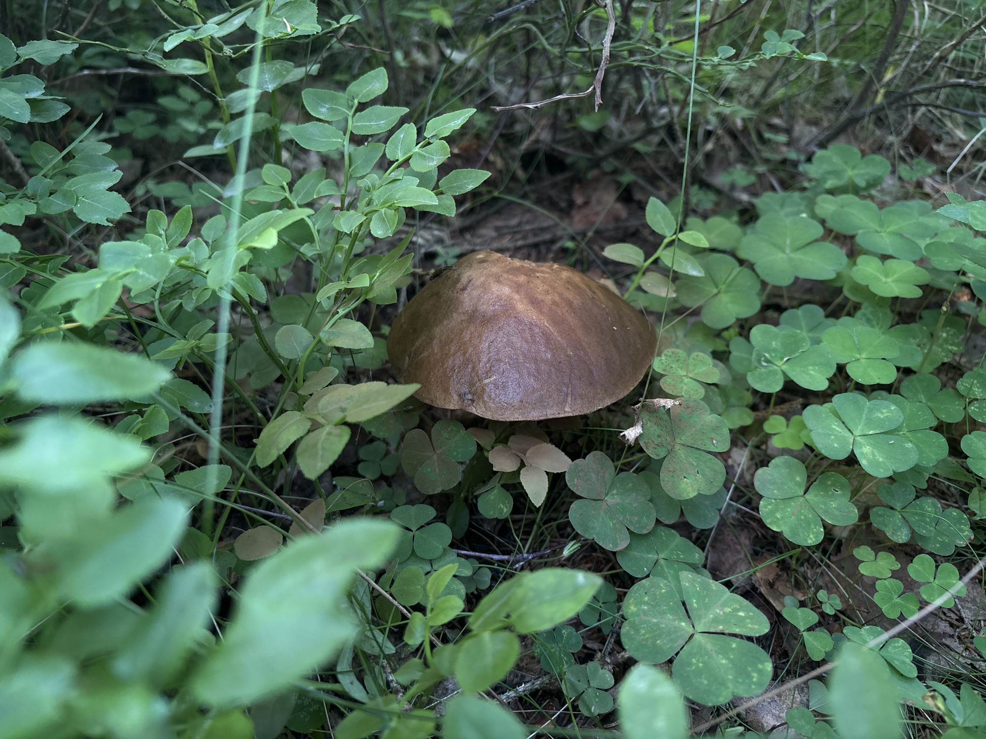 A single, brown mushroom with a smooth cap sits nestled among green clover and blueberry leaves in a forest setting. The mushroom's cap is convex and slightly shiny, with subtle variations in color. It is surrounded by a carpet of lush green foliage, including delicate trifoliate clover leaves, some showing faint speckles of lighter green or brown. The blueberry plants have small, oval leaves.
The scene appears to be in a natural woodland environment. The lighting is subdued, suggesting it might be early morning, late afternoon, or an overcast day. The ground cover is dense and varied, with some dry leaves and pine needles visible beneath the plants. The overall impression is one of a quiet, secluded spot in nature. There are no people or animals visible, and no text is present in the image. The location is identified as Savonlinna, Finland, which is known for its extensive forests and natural landscapes. The image captures a moment of natural beauty, highlighting the intricate details of the forest floor.