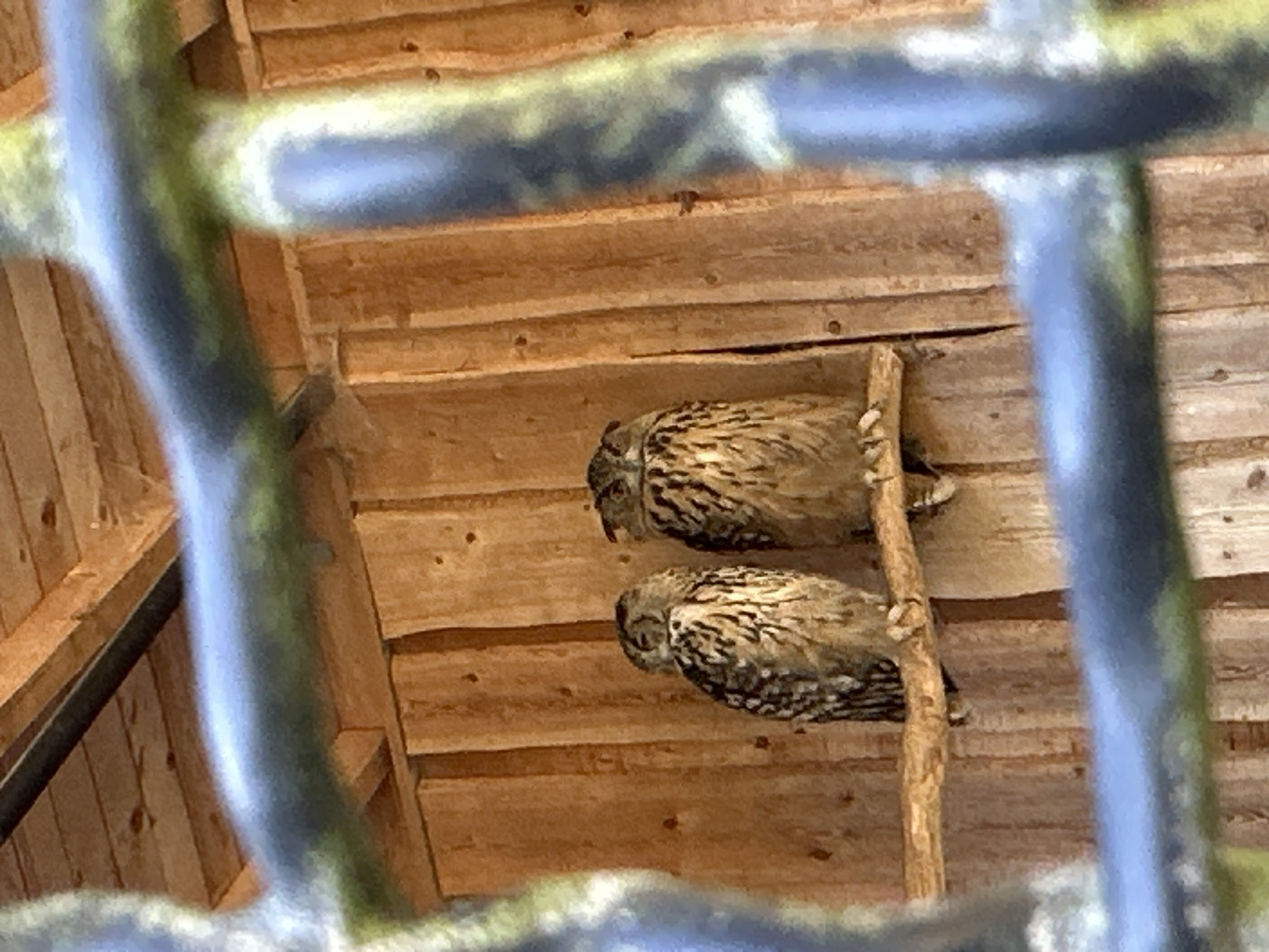The image shows two owls perched on a wooden branch inside a rustic enclosure. The enclosure appears to be made of vertical wooden planks. The owls are medium-sized with mottled brown and white plumage, characteristic of several owl species. One owl is looking to the left with its eyes closed, while the other is looking to the right with its eyes open. The foreground of the image is obstructed by blurry, dark, horizontal bars, suggesting the photo was taken through a cage or fence. The lighting is somewhat dim, with the natural wood grain of the enclosure being the most prominent background element. There are no humans or animals other than the owls visible in the image. The image does not contain any specific landmarks or contextual clues that would allow for its identification as being located in Chemnitz, Germany.