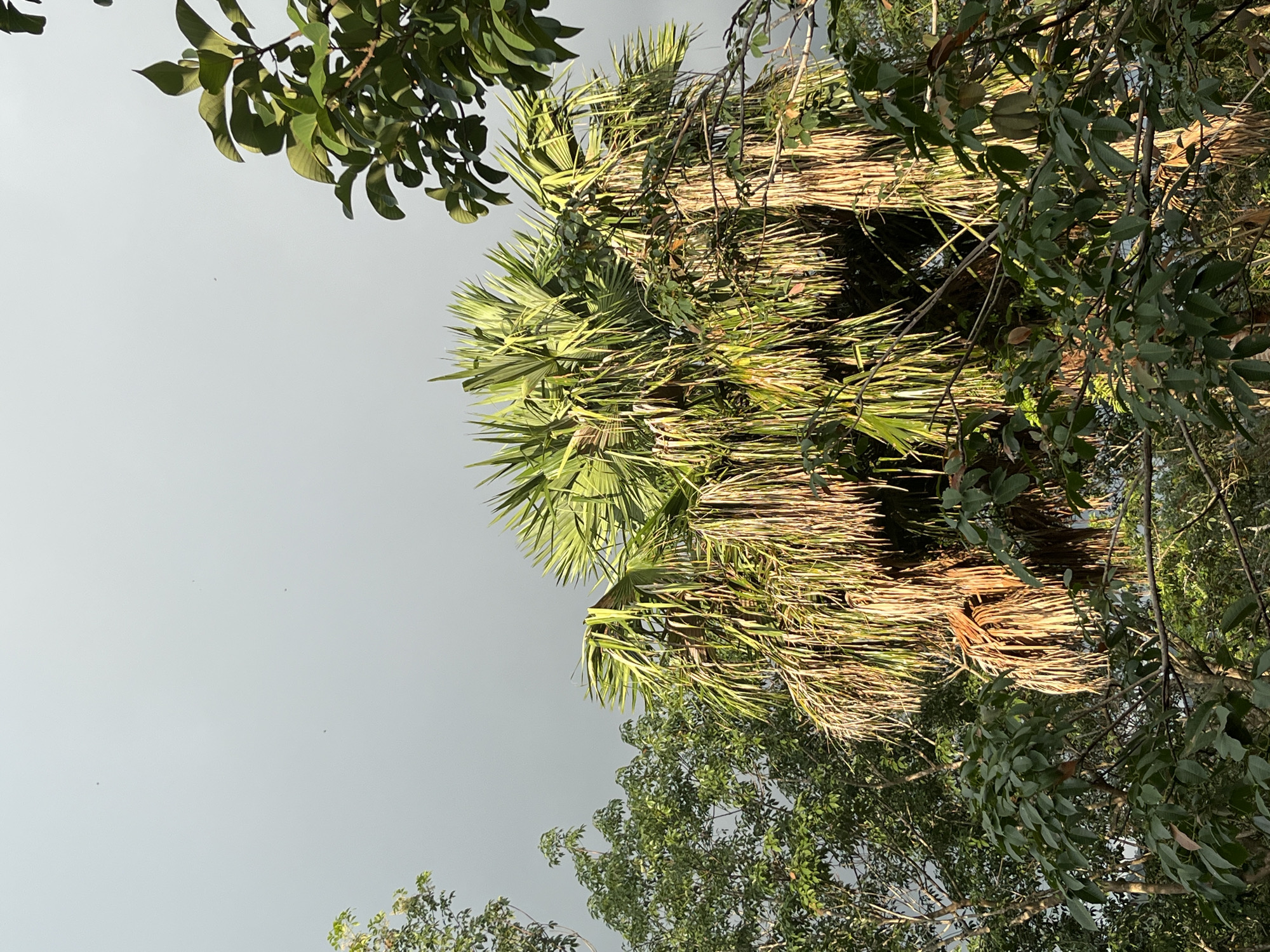 A close-up, low-angle shot captures a palm tree with lush, vibrant green fronds, some of which are tinged with yellow and brown, suggesting age or dryness. The palm's trunk is obscured by its foliage and by other trees surrounding it. The background is a hazy, overcast sky, its muted gray tones contrasting with the lively greens of the palm. Further to the left, other trees with dense green foliage can be seen. The overall impression is of a tropical environment, likely a park or a natural area within the city of Patong, Thailand. No people or specific actions are visible, but the natural setting suggests a peaceful, outdoor scene.