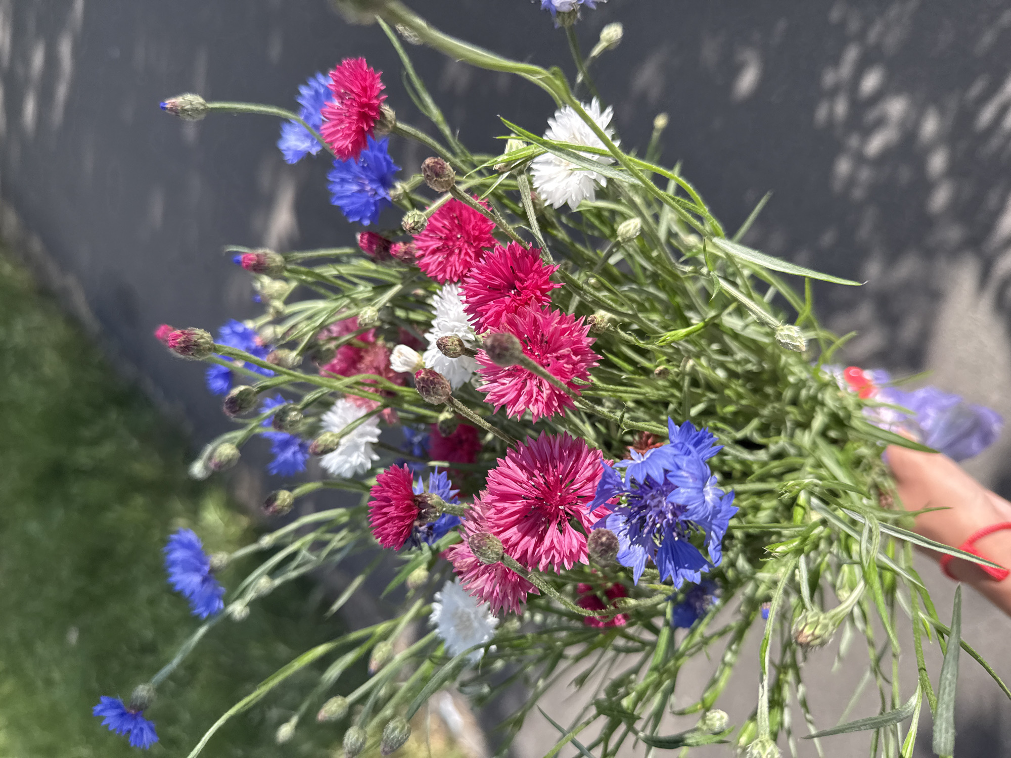 A bouquet of wild cornflowers is held in a hand, the flowers are a mix of pink, white, and blue. The background is a grey asphalt path with a patch of green grass on the left, suggesting an outdoor setting in a city. The lighting indicates it is daytime, with shadows cast on the path. The overall scene appears to be a simple, candid moment, possibly captured in a park or on a sidewalk in Kyiv, Ukraine.
