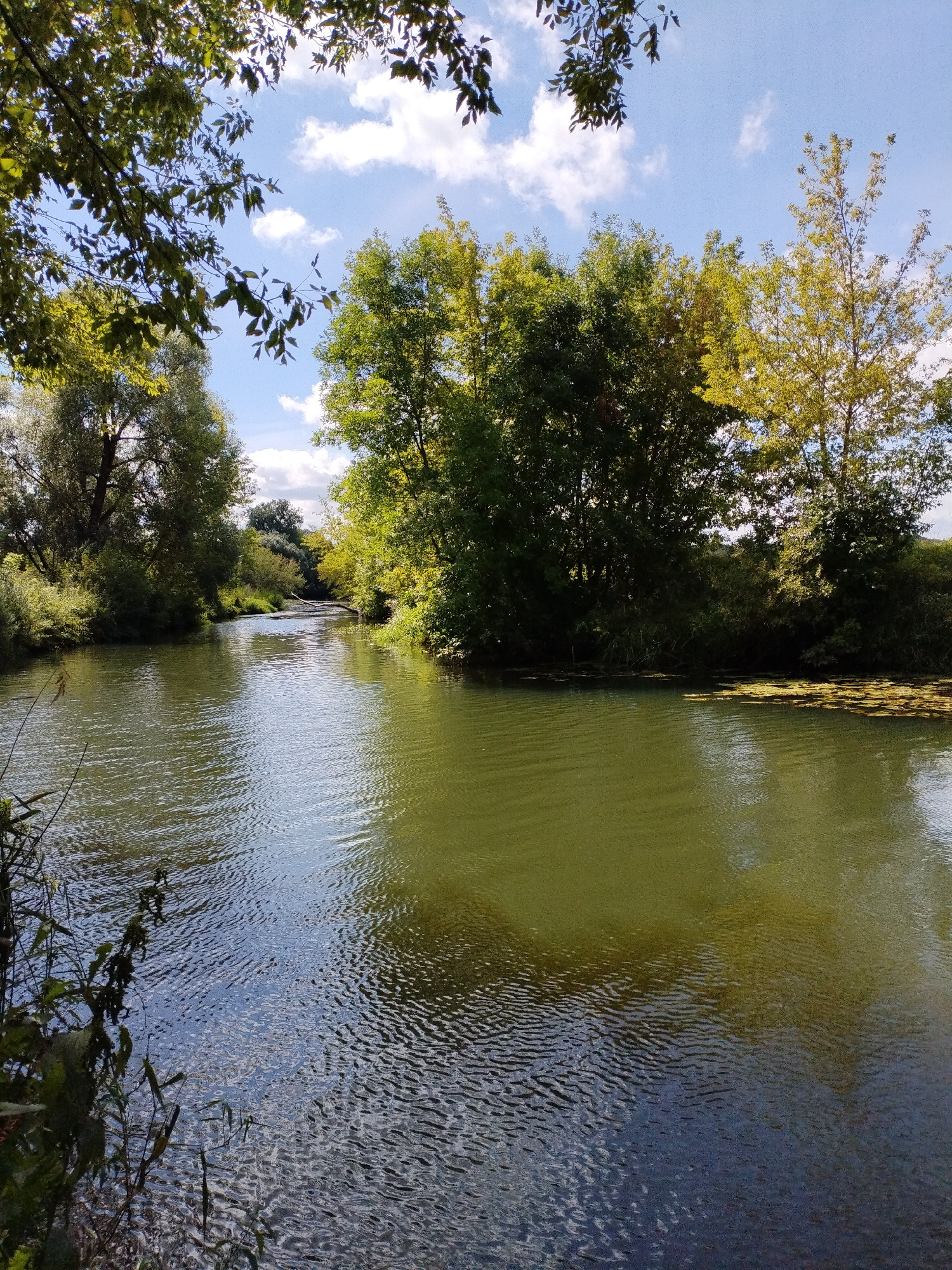 This is a vertical, eye-level, outdoor, medium shot of a tranquil river scene on a sunny day. The river, which has a greenish hue and is rippling slightly, flows from the background towards the foreground. Lush green trees and foliage line both banks of the river. In the distance, the river appears to curve slightly to the left. The sky above is blue with scattered white clouds. The overall impression is one of a peaceful, natural landscape. There are no people or animals visible in the image. The location is described as being in the city of Bialynichy, Belarus.