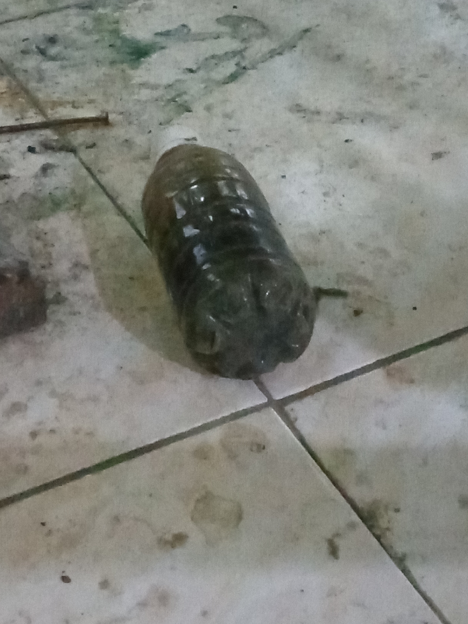 The image shows a dark, empty plastic bottle lying on a tiled floor. The tiles appear to be light-colored and are laid out in a grid pattern, with visible grout lines. There are some stains and debris on the floor, suggesting a less than pristine environment. The lighting is dim, casting shadows that obscure some details. The bottle itself is distorted, possibly due to being filled with something or being crushed. The scene does not provide any specific clues about its location within Pemalang, Indonesia, beyond the general suggestion of an indoor or outdoor tiled surface.