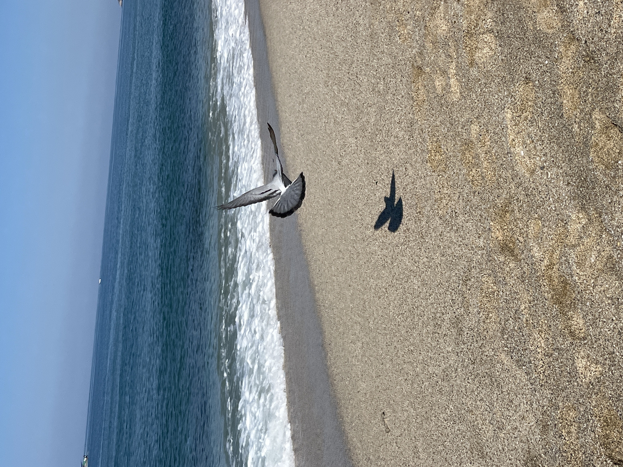 The image shows a bird flying over a beach in Alanya, Turkey. The beach is sandy and next to the sea. The bird is gray and white with its wings spread. Its shadow is visible on the sand. The sea is blue and there is a clear sky.