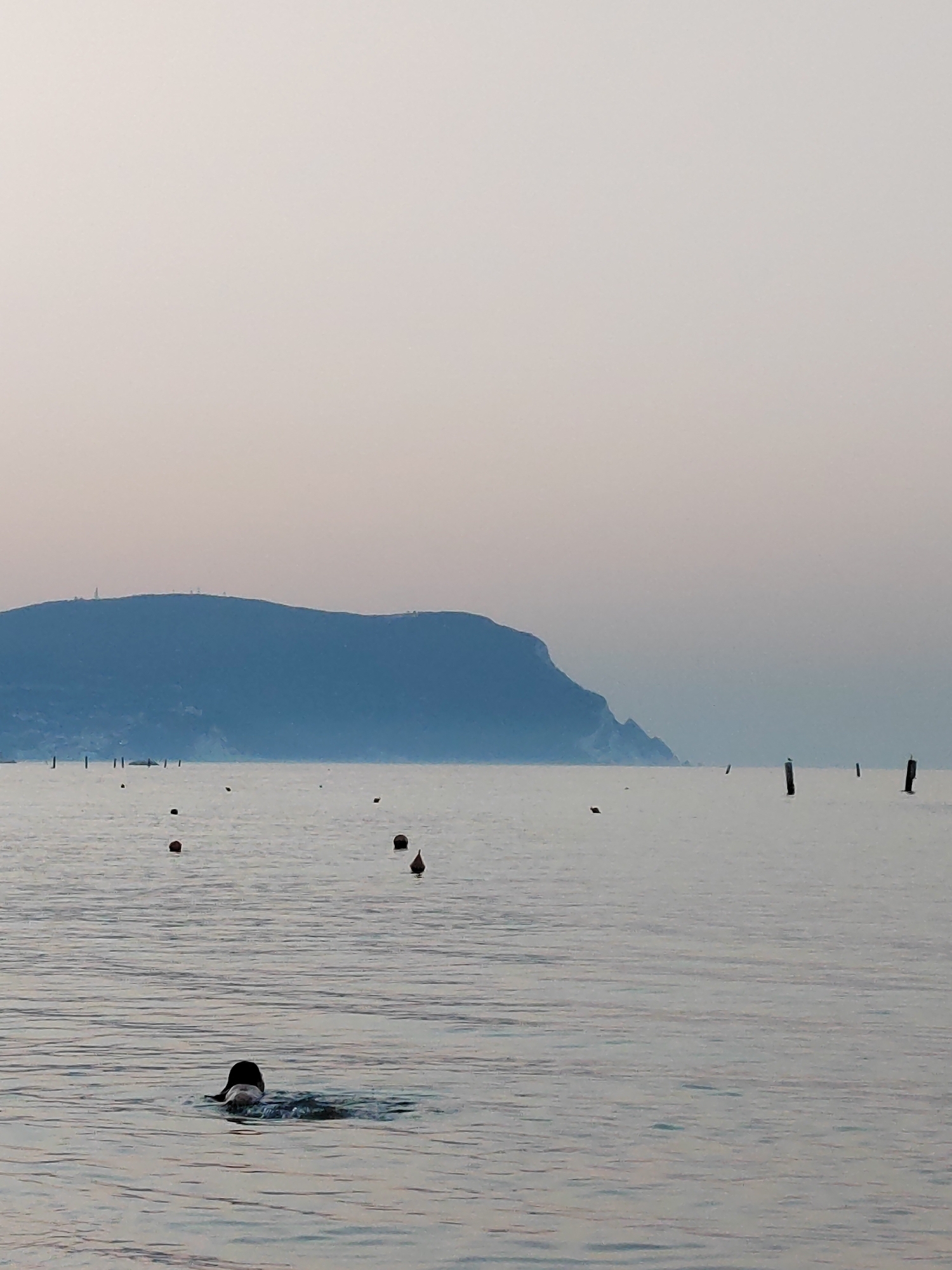 The image depicts a calm sea with a distant, hazy blue mountain range under a pale sky. Several buoys or markers are visible in the water. In the foreground, a dark-colored bird, possibly a duck, is swimming. The scene appears to be set at dusk or dawn, given the soft lighting and subdued colors. The location is the sea near Porto Recanati, Italy, as suggested by the characteristic coastline and the presence of maritime elements.