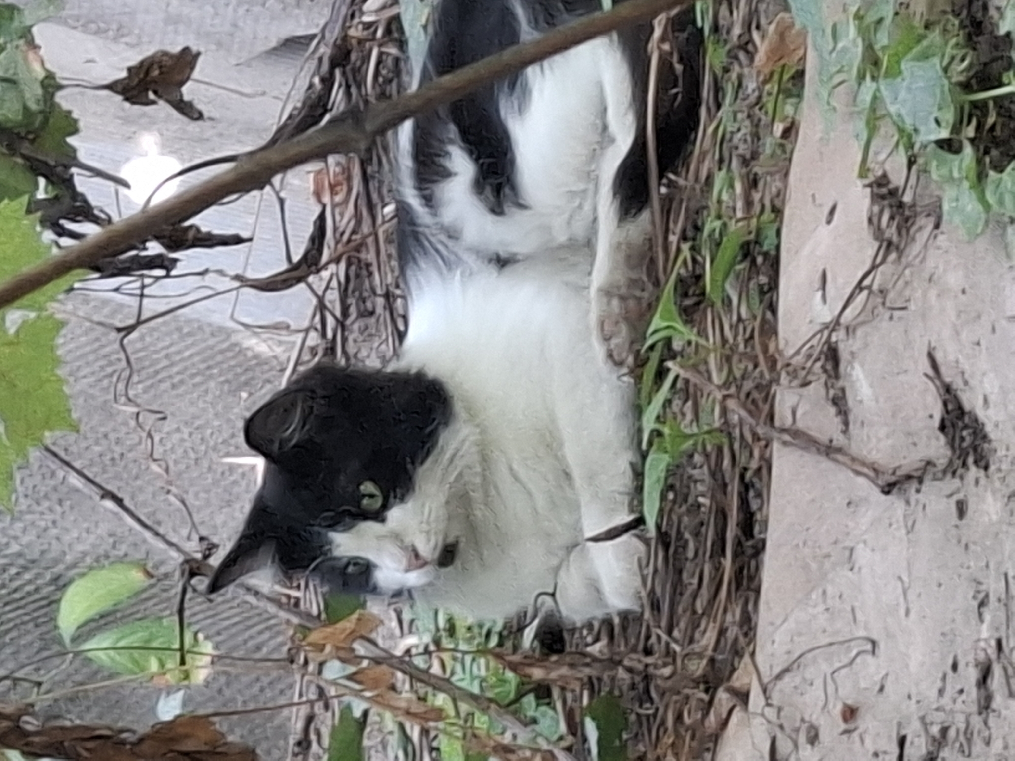 A black and white cat is lying down outdoors on a pile of dry leaves and twigs. The cat is facing to the left of the frame, with its paws tucked underneath its body. Its eyes are open and green, and it has black markings on its face and body. The background consists of a gray, textured wall or fence, with some green leaves and dry branches in the foreground. The lighting suggests it is daytime. There are no people visible in the image. The scene appears to be an outdoor urban environment, possibly a backyard or alleyway, which is consistent with locations in Almaty, Kazakhstan.